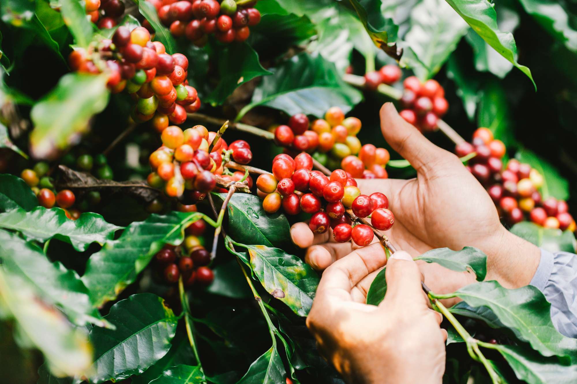 arabica-coffee-berries-with-agriculturist-handsrobusta-arabica-coffee-berries.jpg