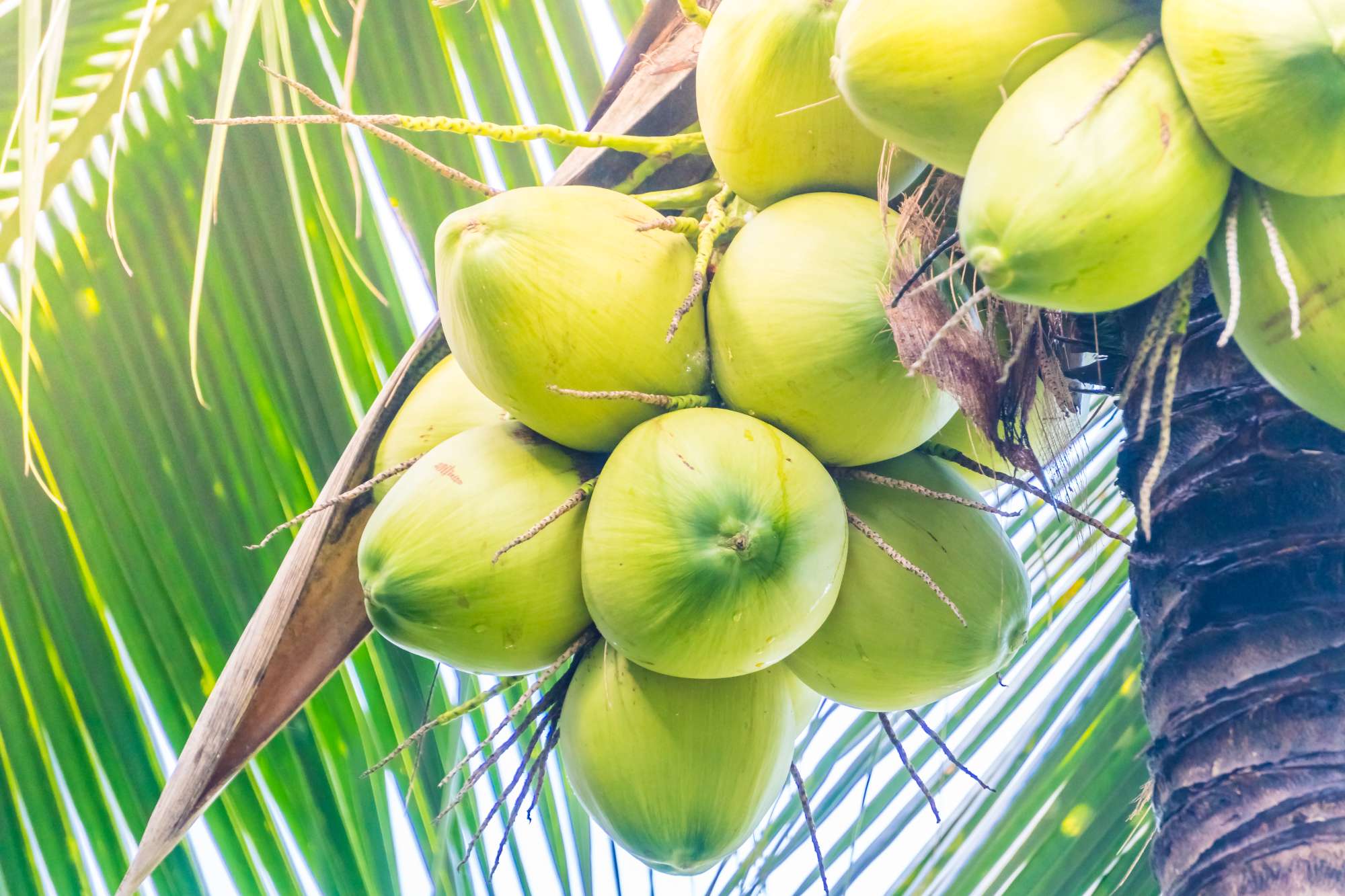 coconut-fruit.jpg