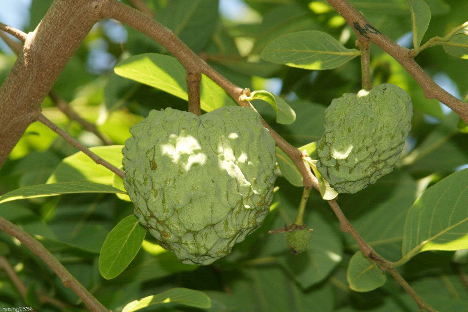 annona-cherimola-4.jpg