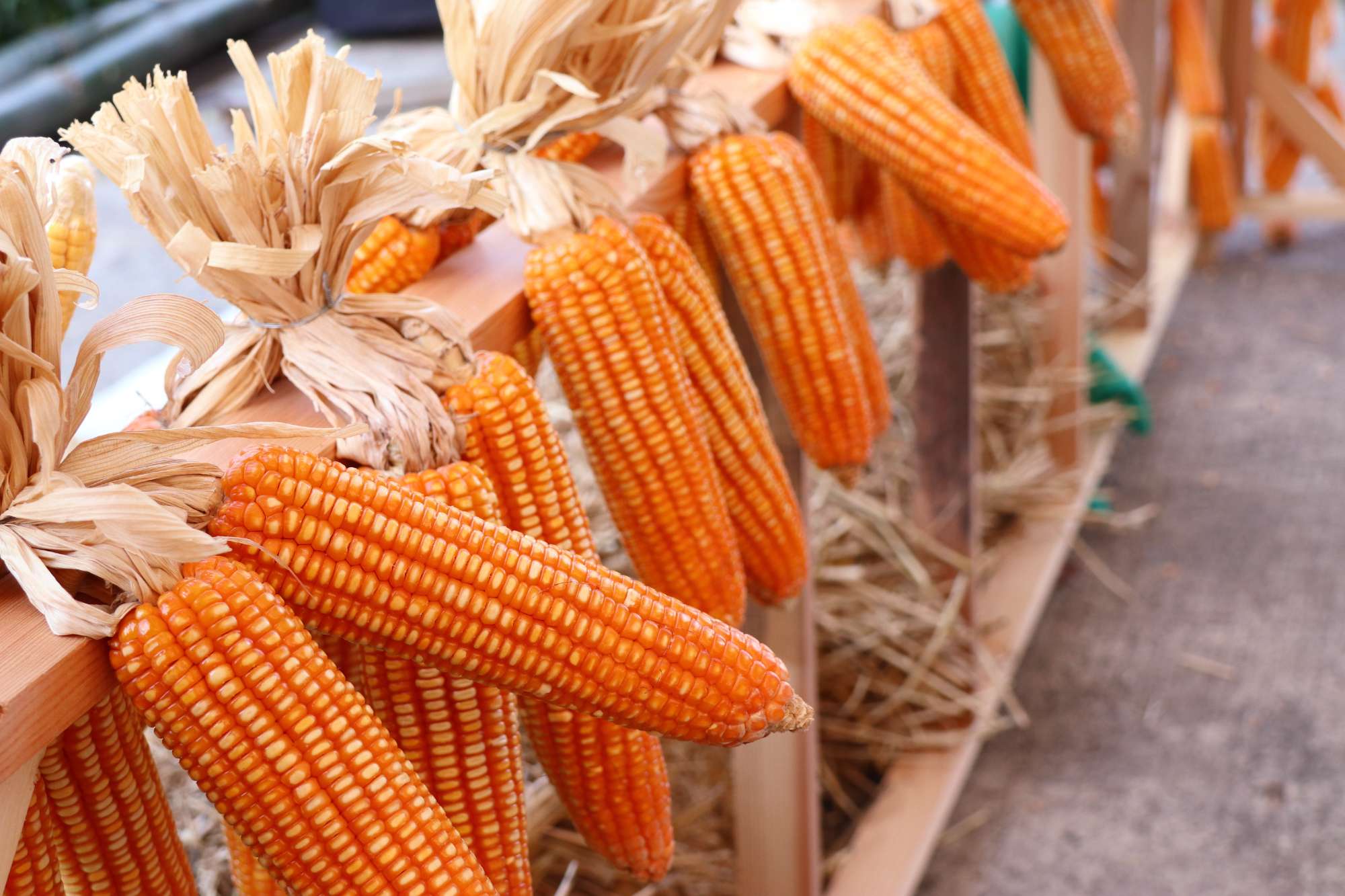 dry-cob-corn-hanging.jpg