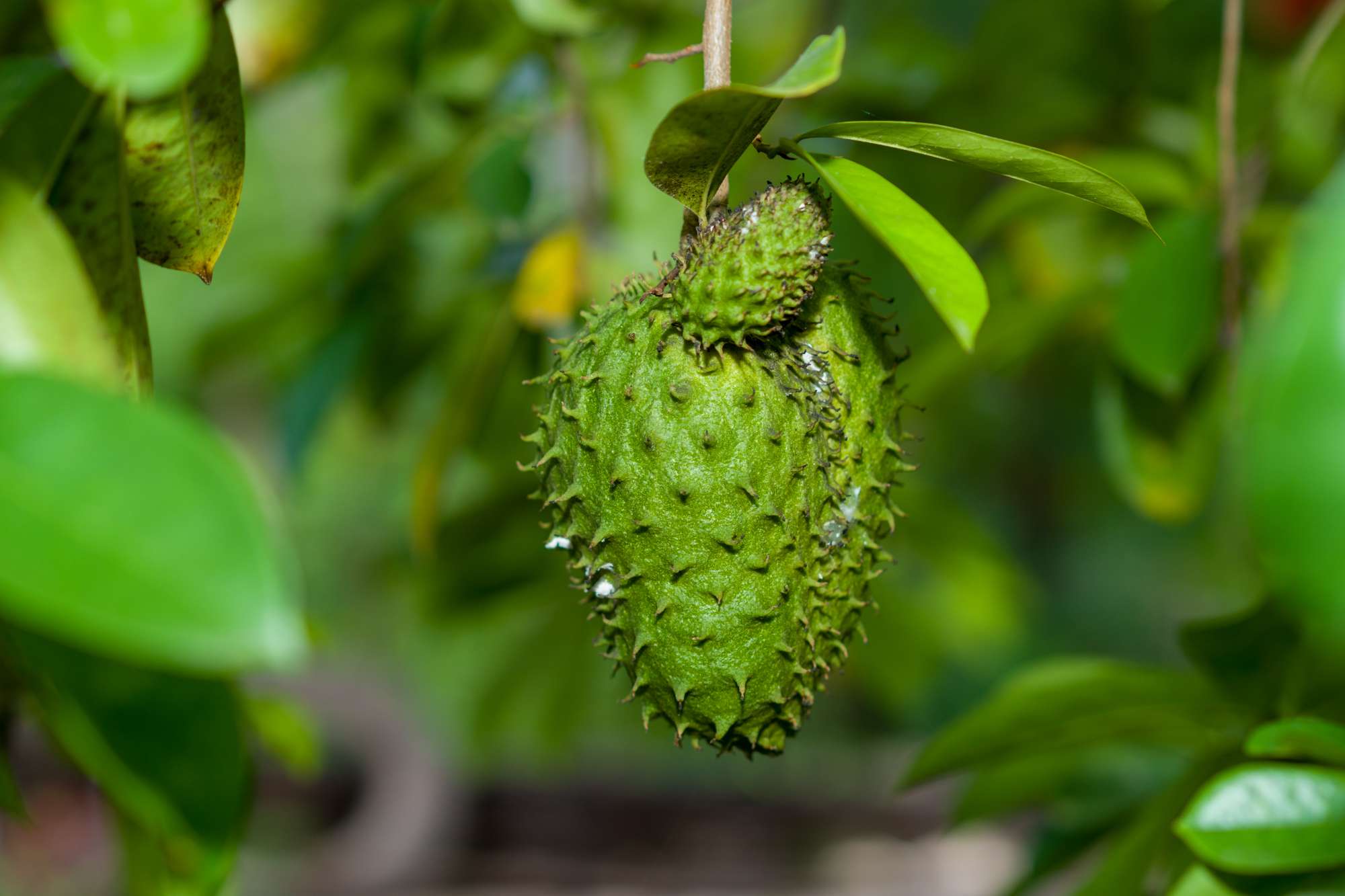 fertile-soursop-tree-with-green-leaves-fruit-that-begins-grow.jpg