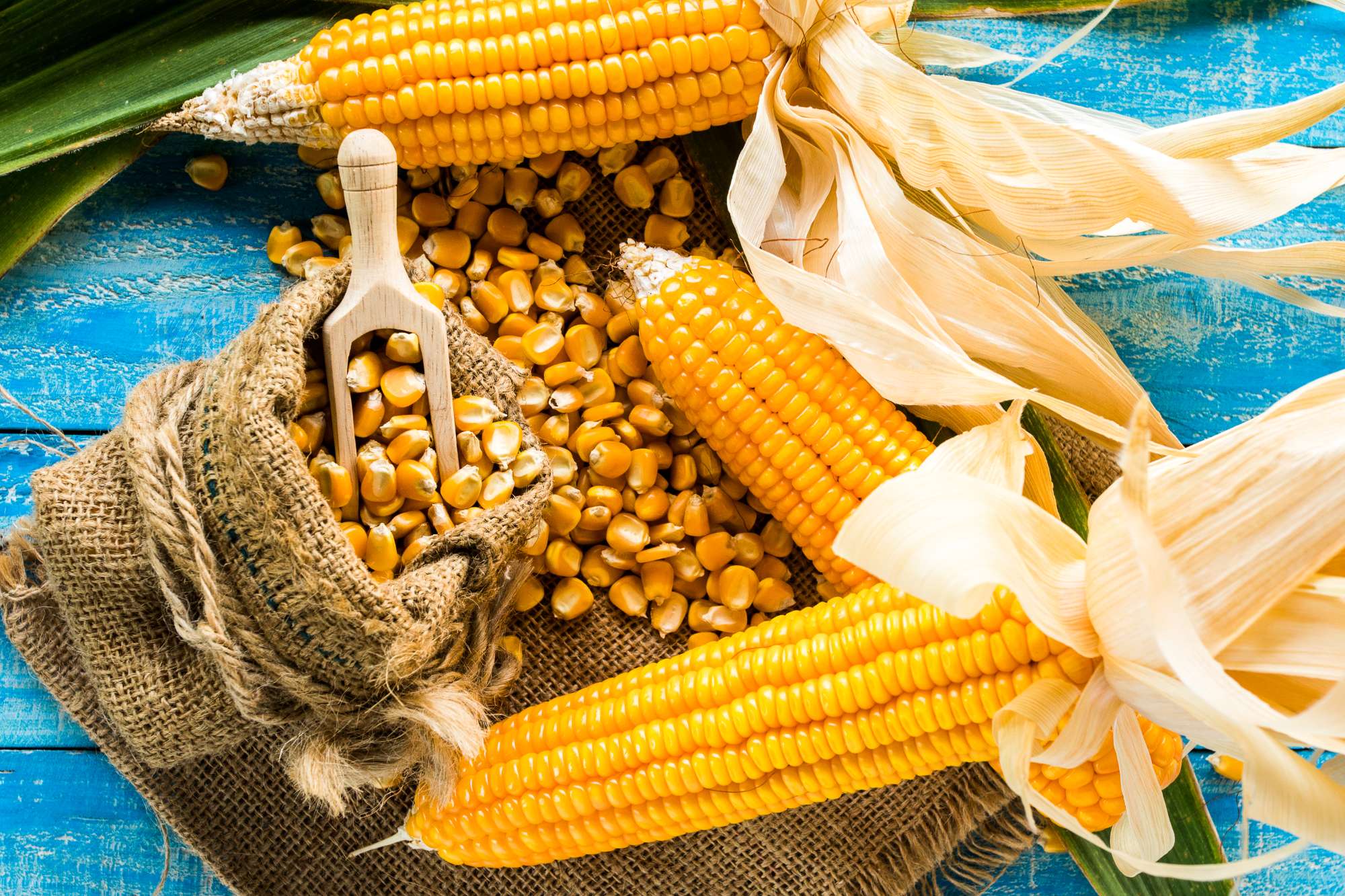 fresh-corn-cobs-rustic-wooden-table-closeup.jpg