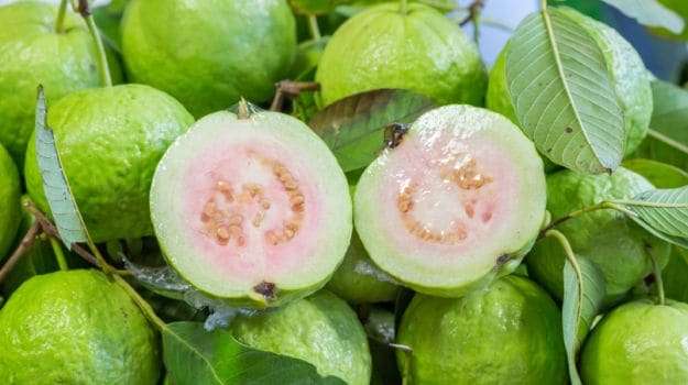 guavas-crocusmedia.jpg