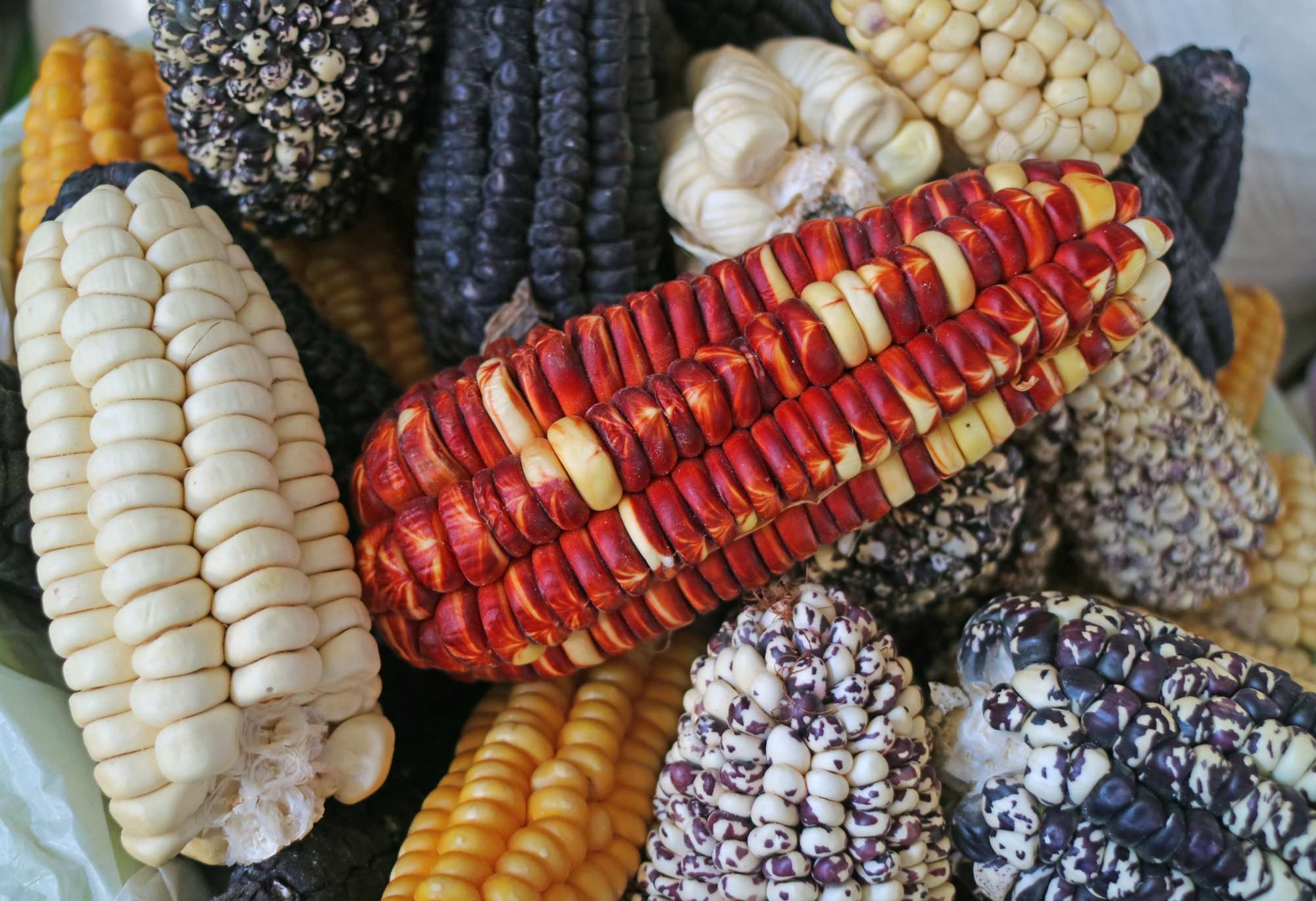 pile-multi-color-peruvian-corns-sale-local-market-cusco-peru.jpg