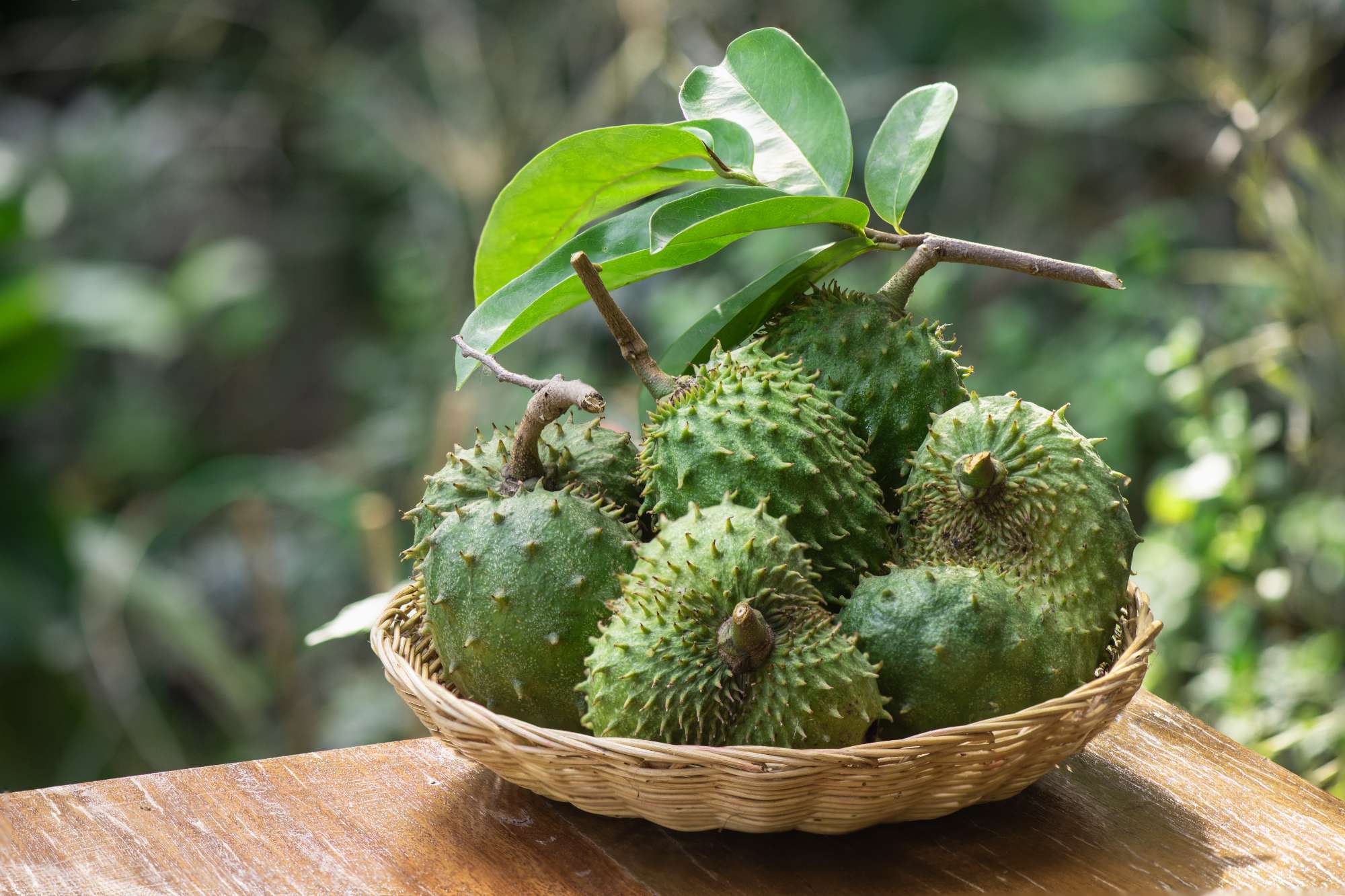 soursop-annona-muricata-fruits-nature-(1).jpg