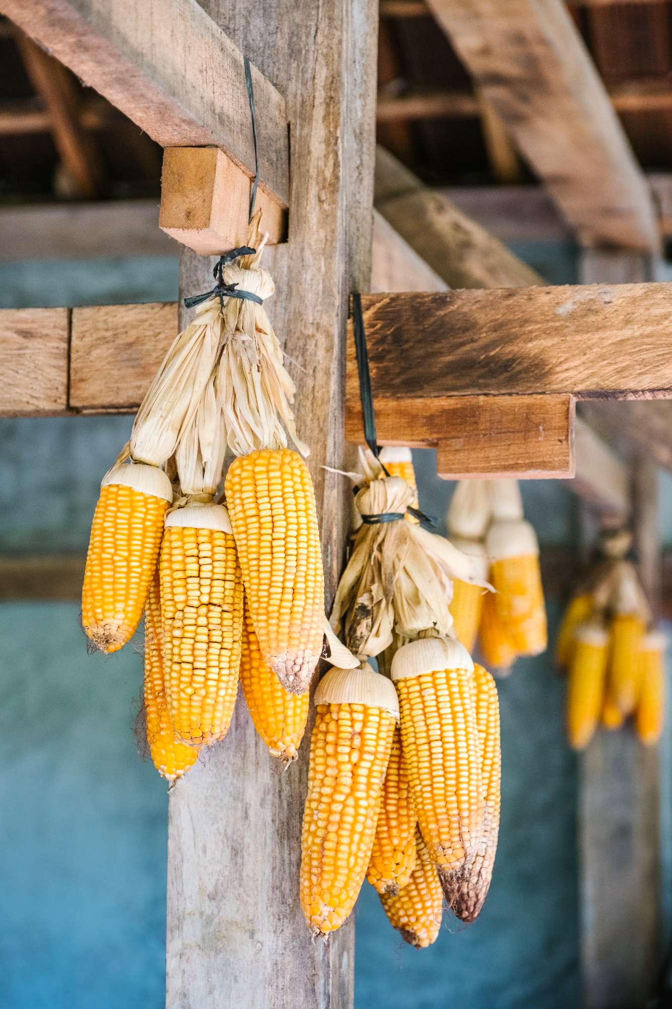 yellow-dry-corn-hanging_1.jpg