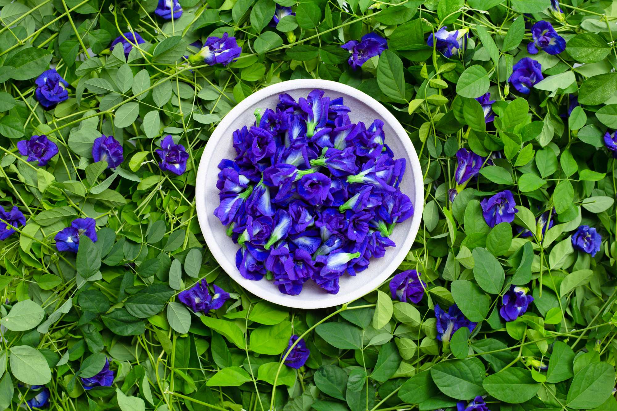 butterfly-pea-blue-pea-flower-top-view.jpg