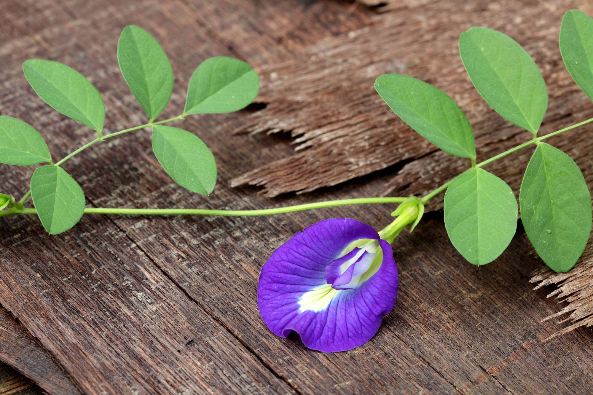 butterfly-pea-flower-old-ply-wood.jpg