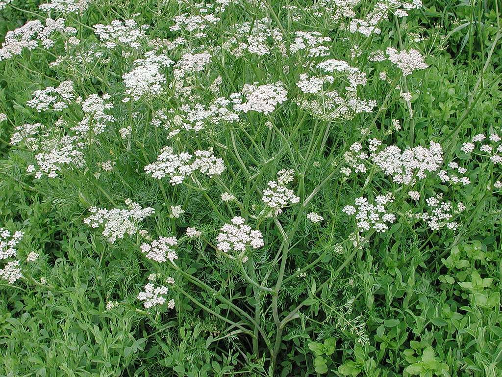 caraway-plant.jpg