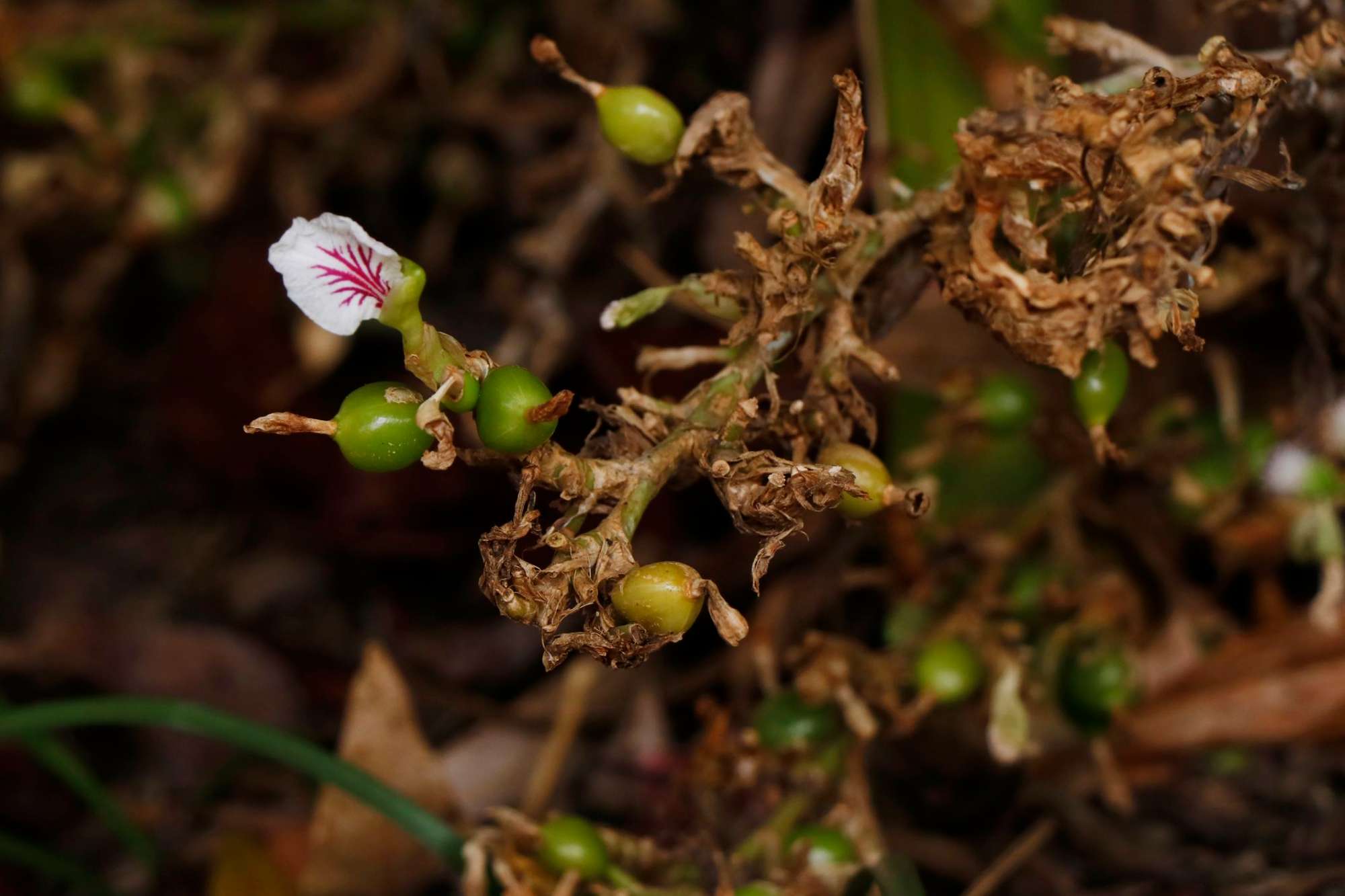 cardamom-crocusmedia.jpg