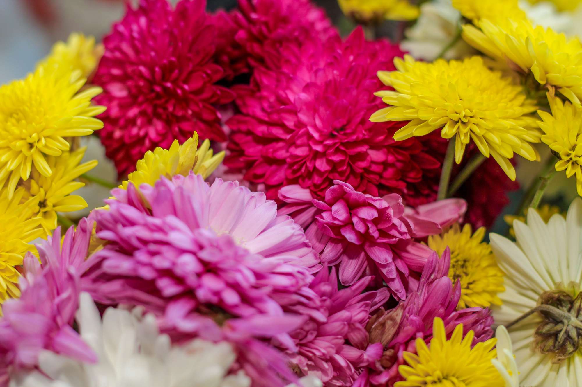 chrysanthemum-flowers-different-colors-closeup.jpg