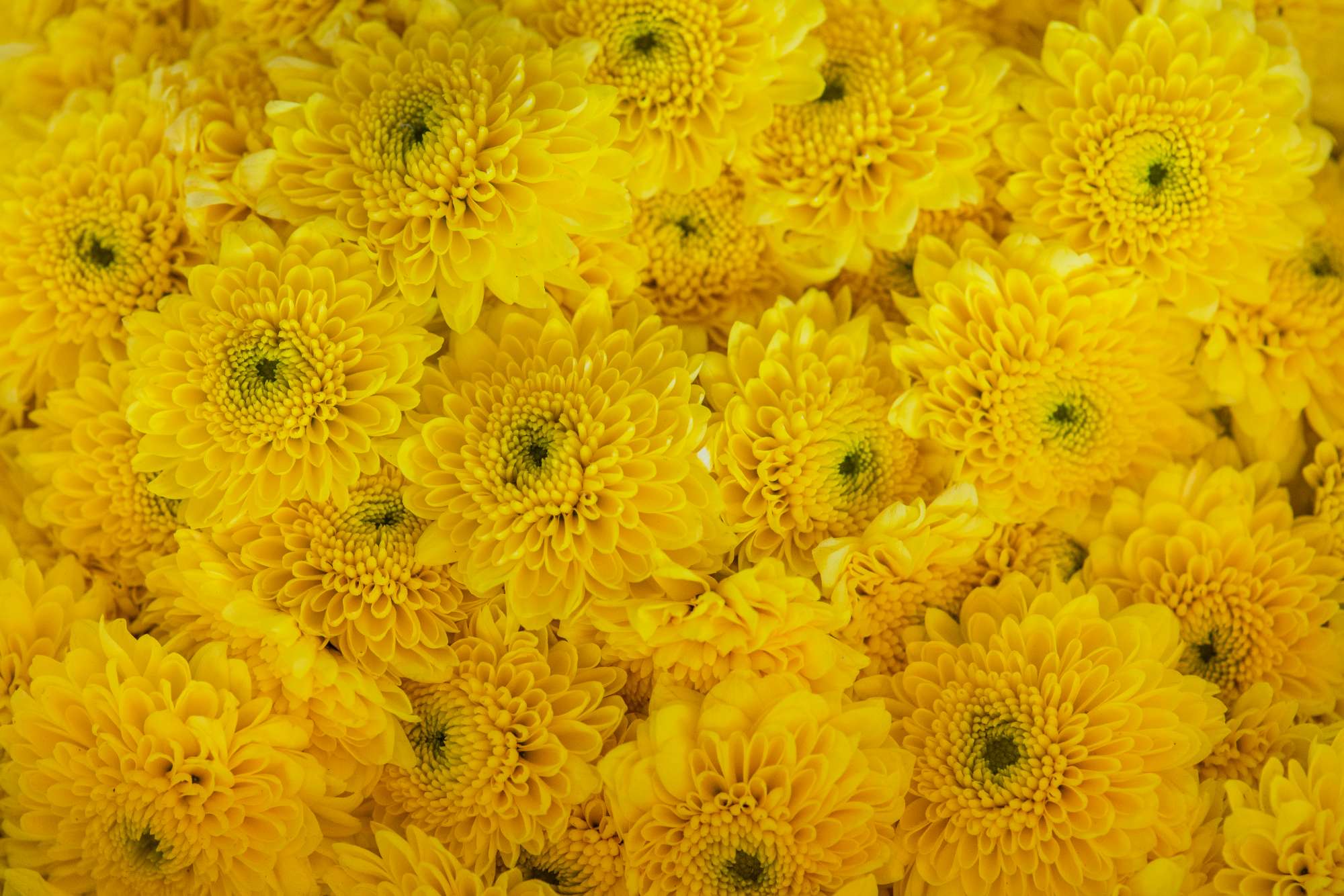 closeup-white-chrysanthemum-textured-background-(1).jpg