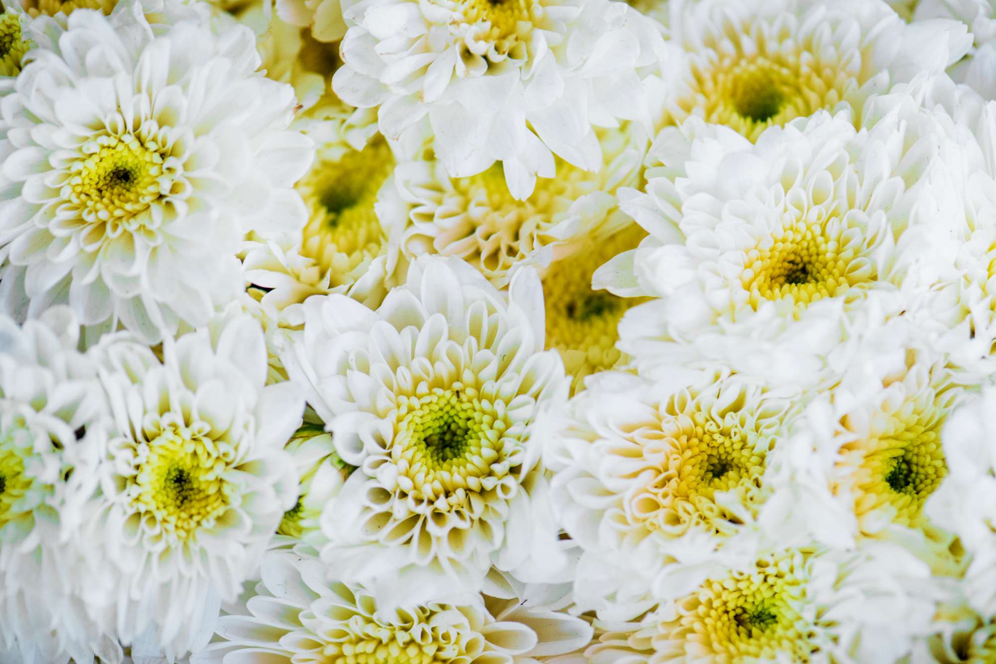 closeup-white-chrysanthemum-textured-background.jpg