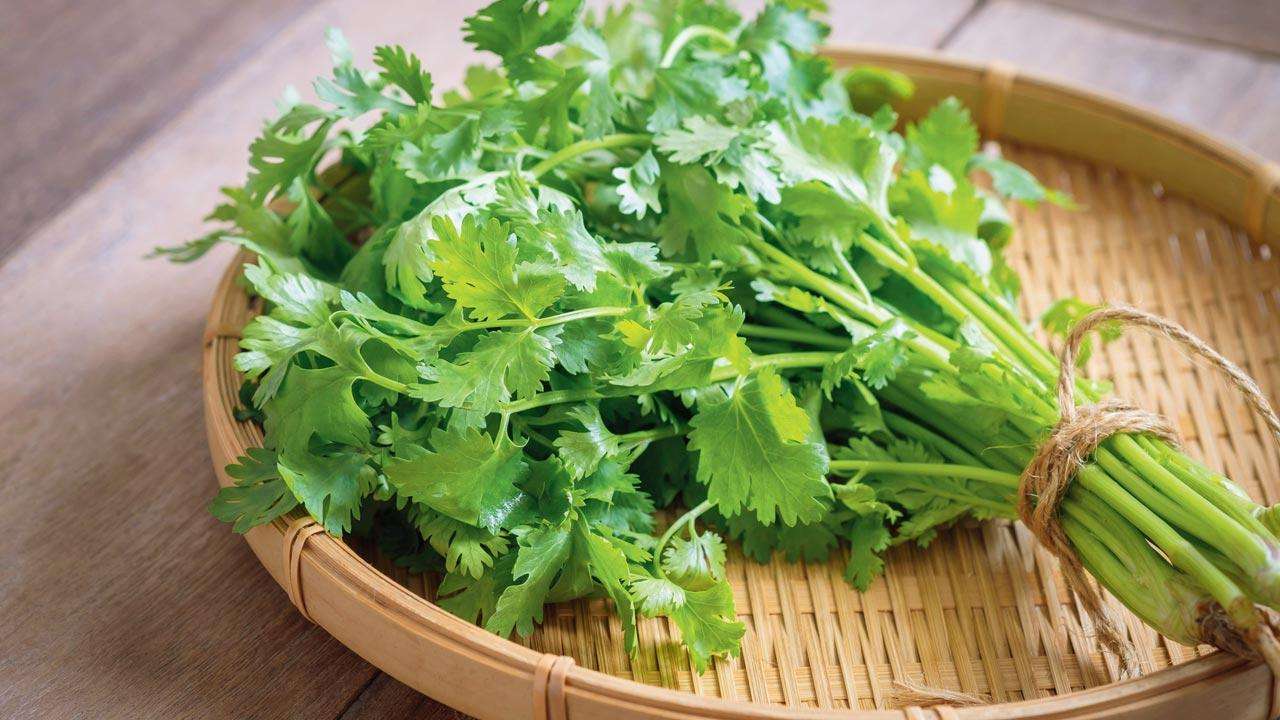 coriander.jpg