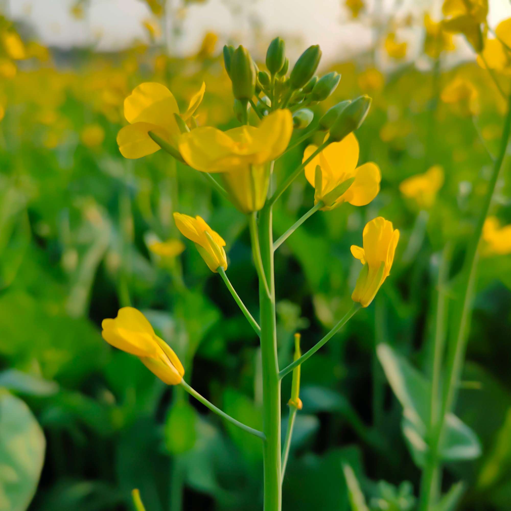 crocus-media-mustard-flower.jpg