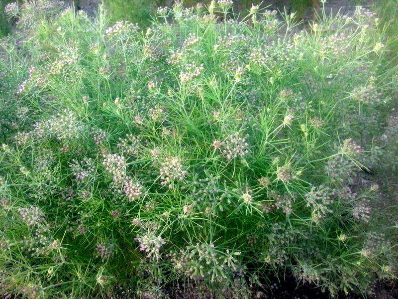 cumin-seeds-plant-jeera-tree-jira-farm-biz-fluffy-volume-bush-zira-farming-india-crop-field-fresh-growing-agricultural-204546672.jpg