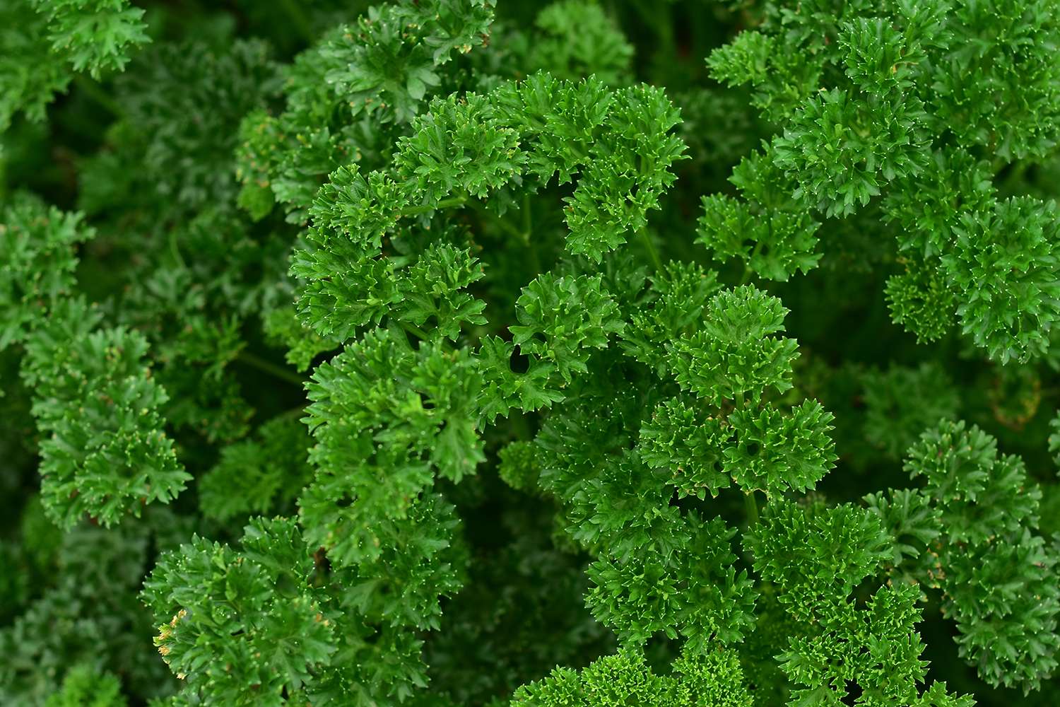 curly-parsley.jpg