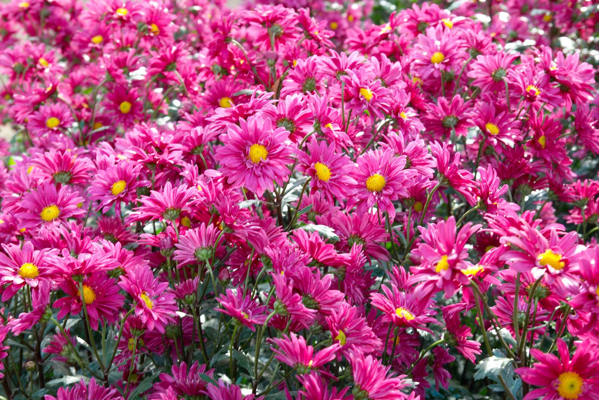 field-dark-pink-chrysanthemums.jpg