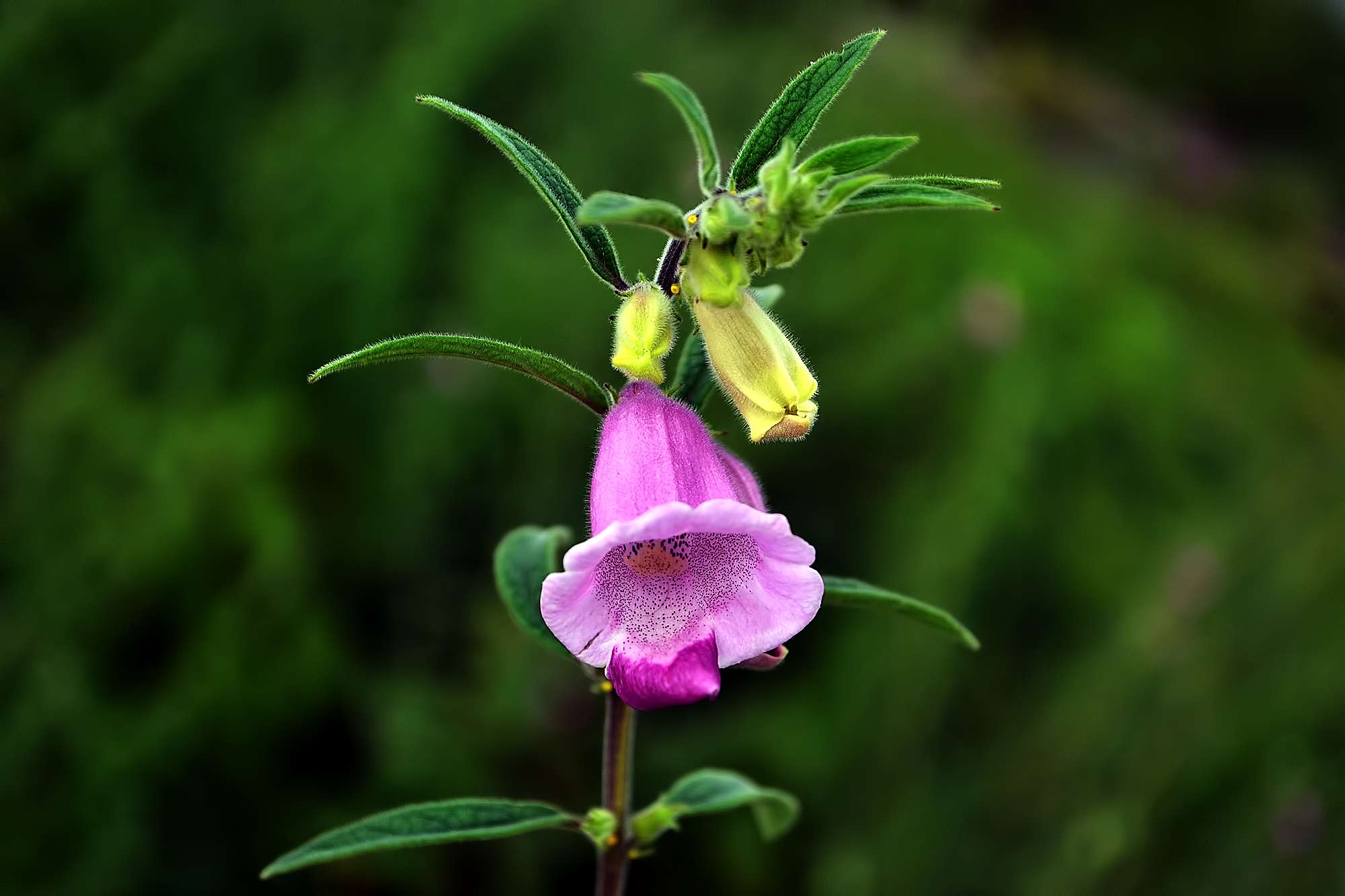 flower_of_sesamum_indicum.jpg