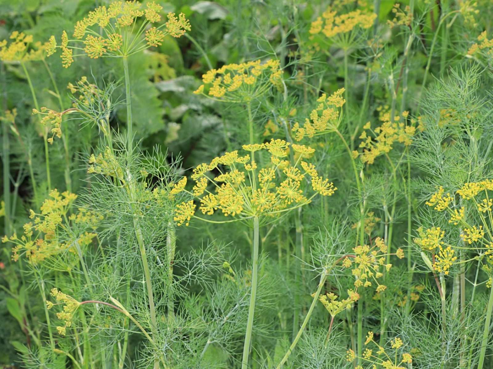 fresh-dill-in-the-natural-environment.jpg