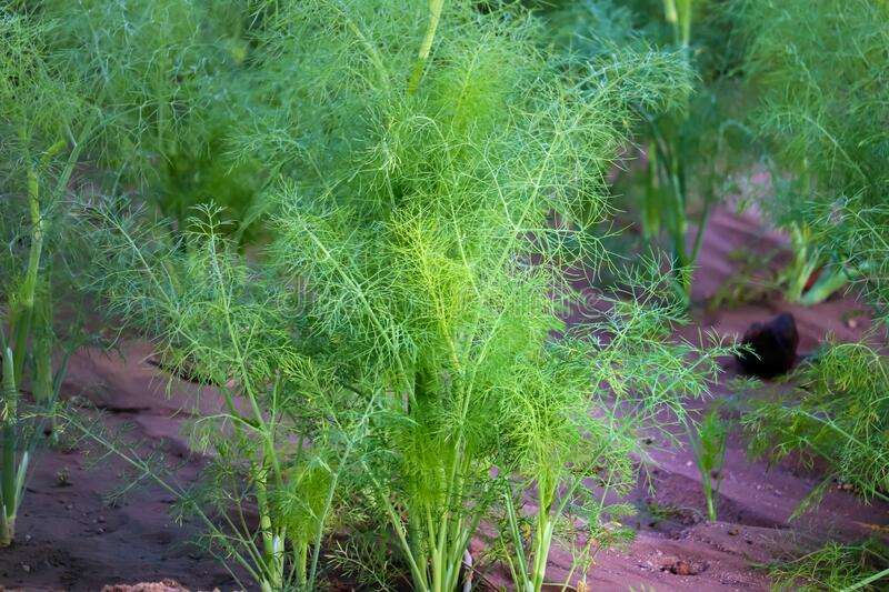 fresh-plant-unripe-cumin-farm-green-plants-grows-garden-agriculture-view-175571915.jpg