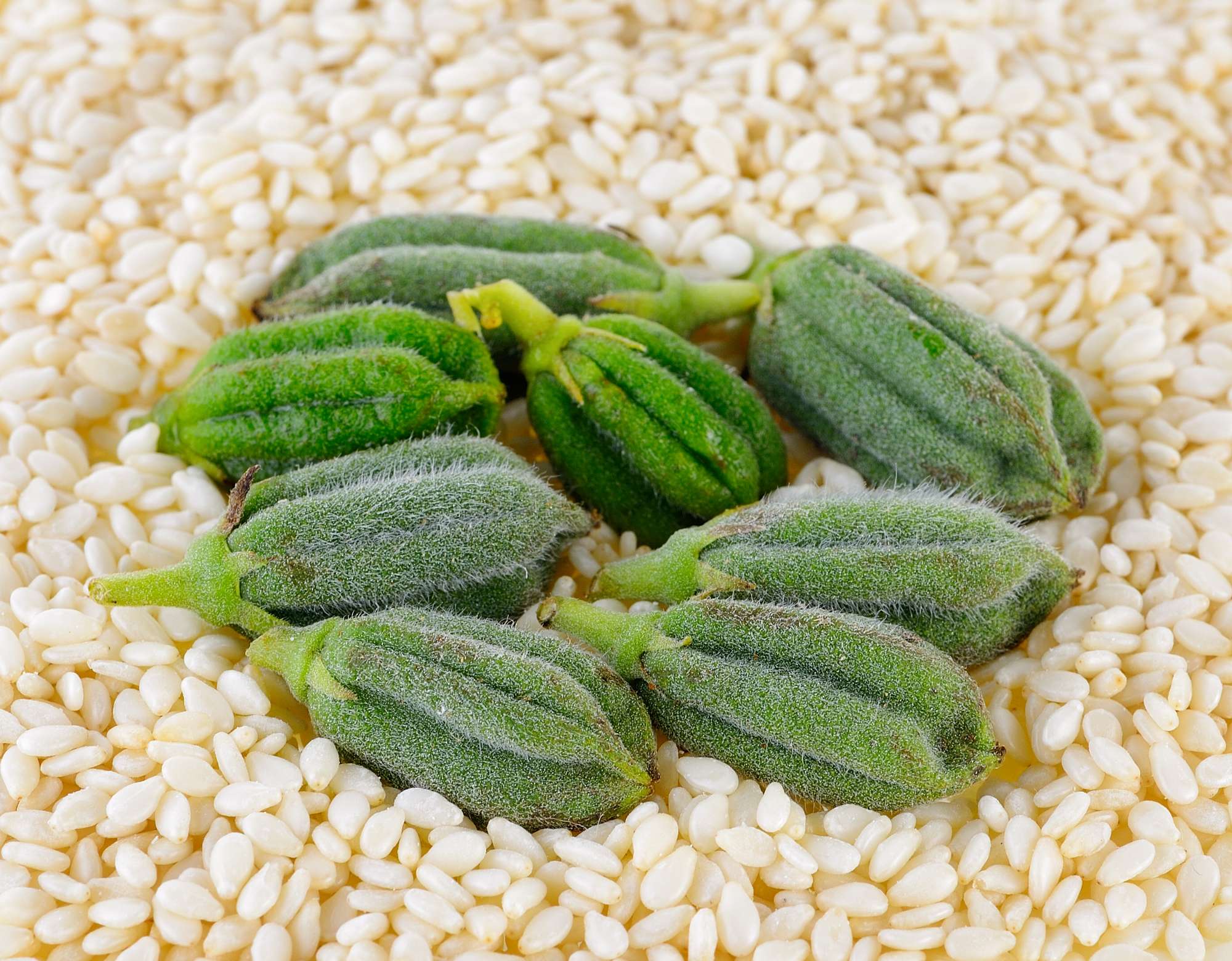 fresh-sesame-pods.jpg