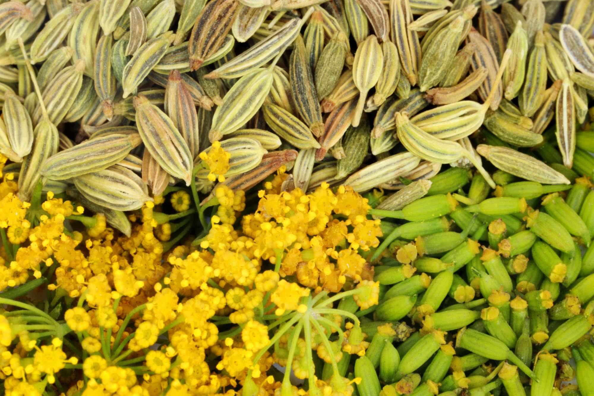 green-fennel-seeds-with-flower-as-background.jpg