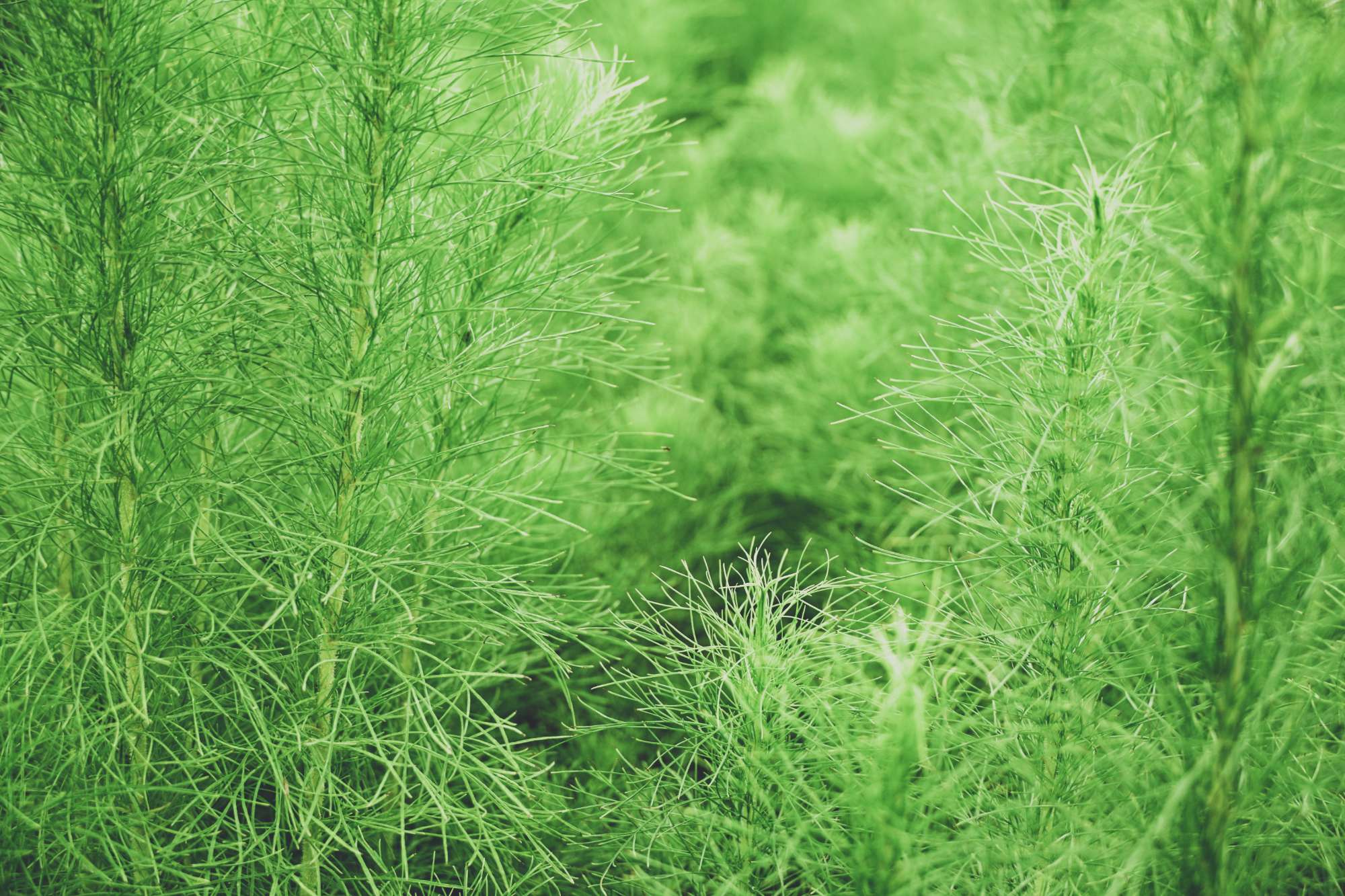 green-leaves-background-close-up-fresh-cumin-cuminum-cyminum-organic-vegetable-farm.jpg