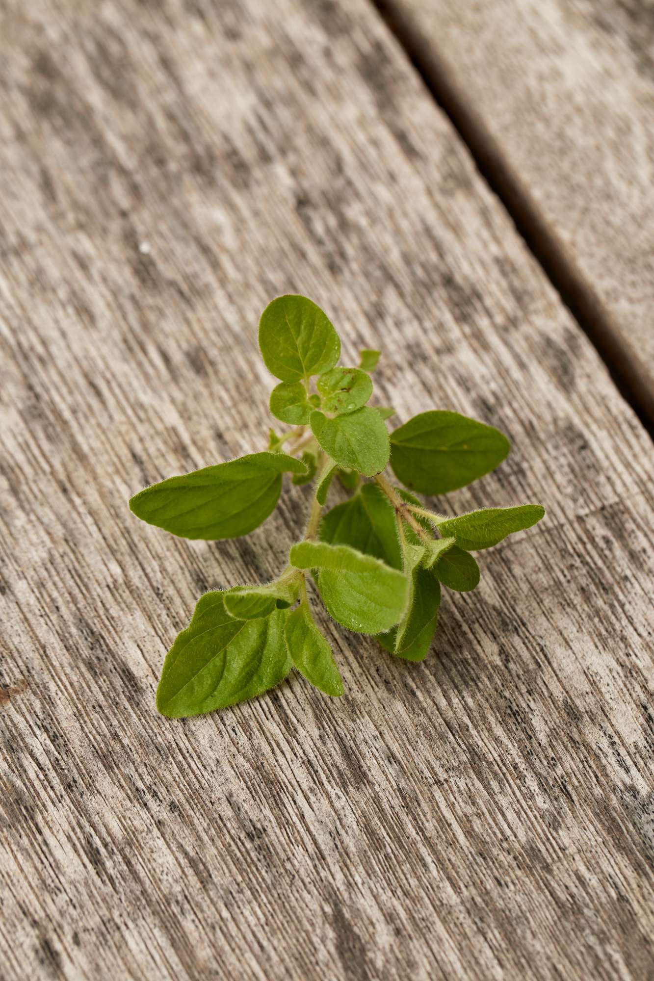 high-angle-view-leaves-table.jpg