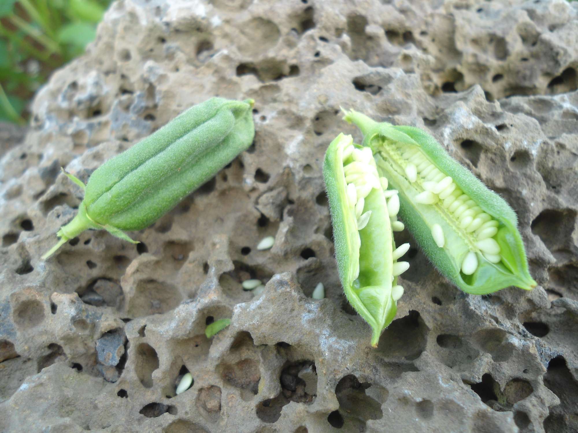 sesame_in_hainan_-_05.jpg