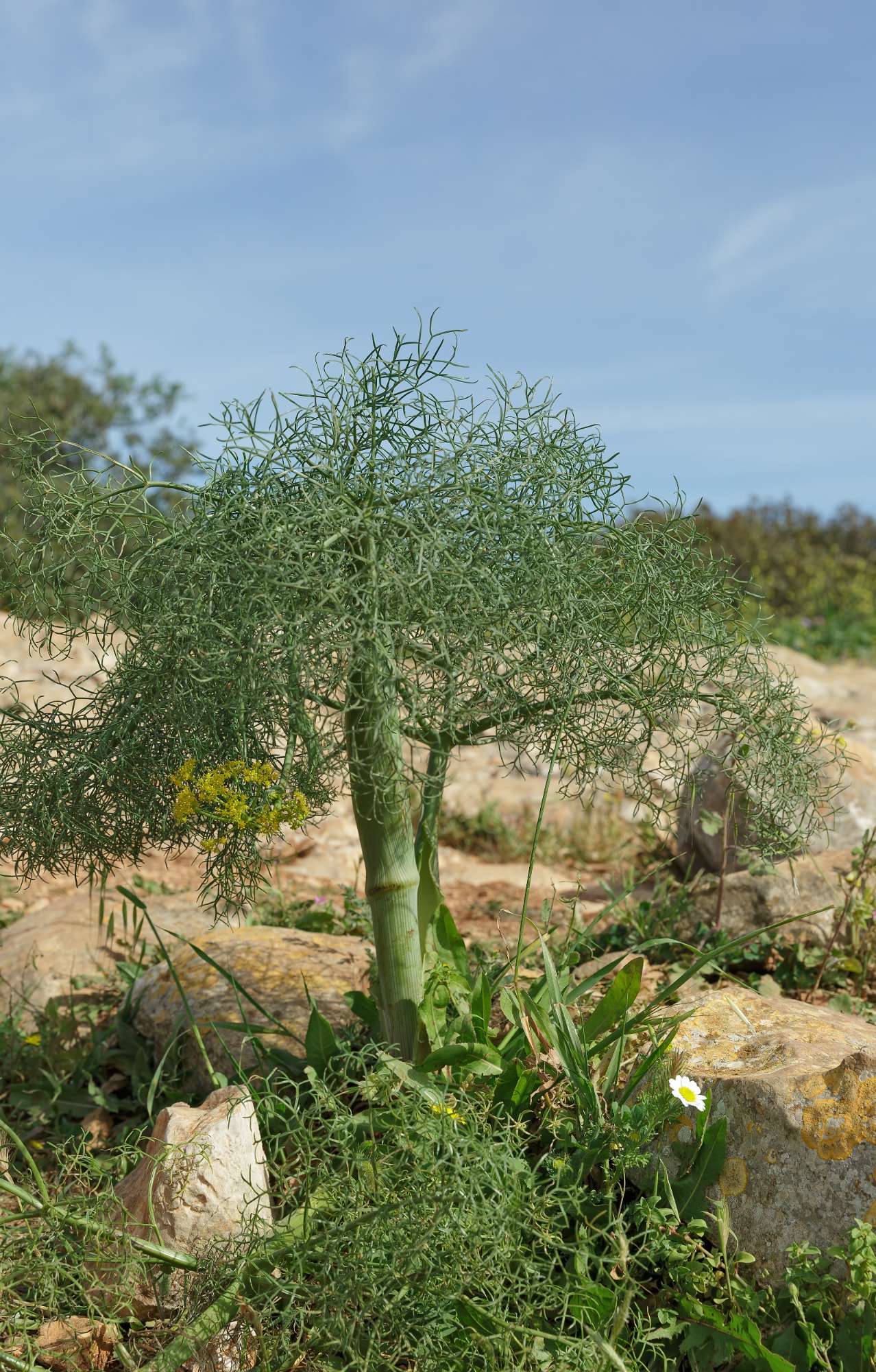 small-fennel-wild.jpg