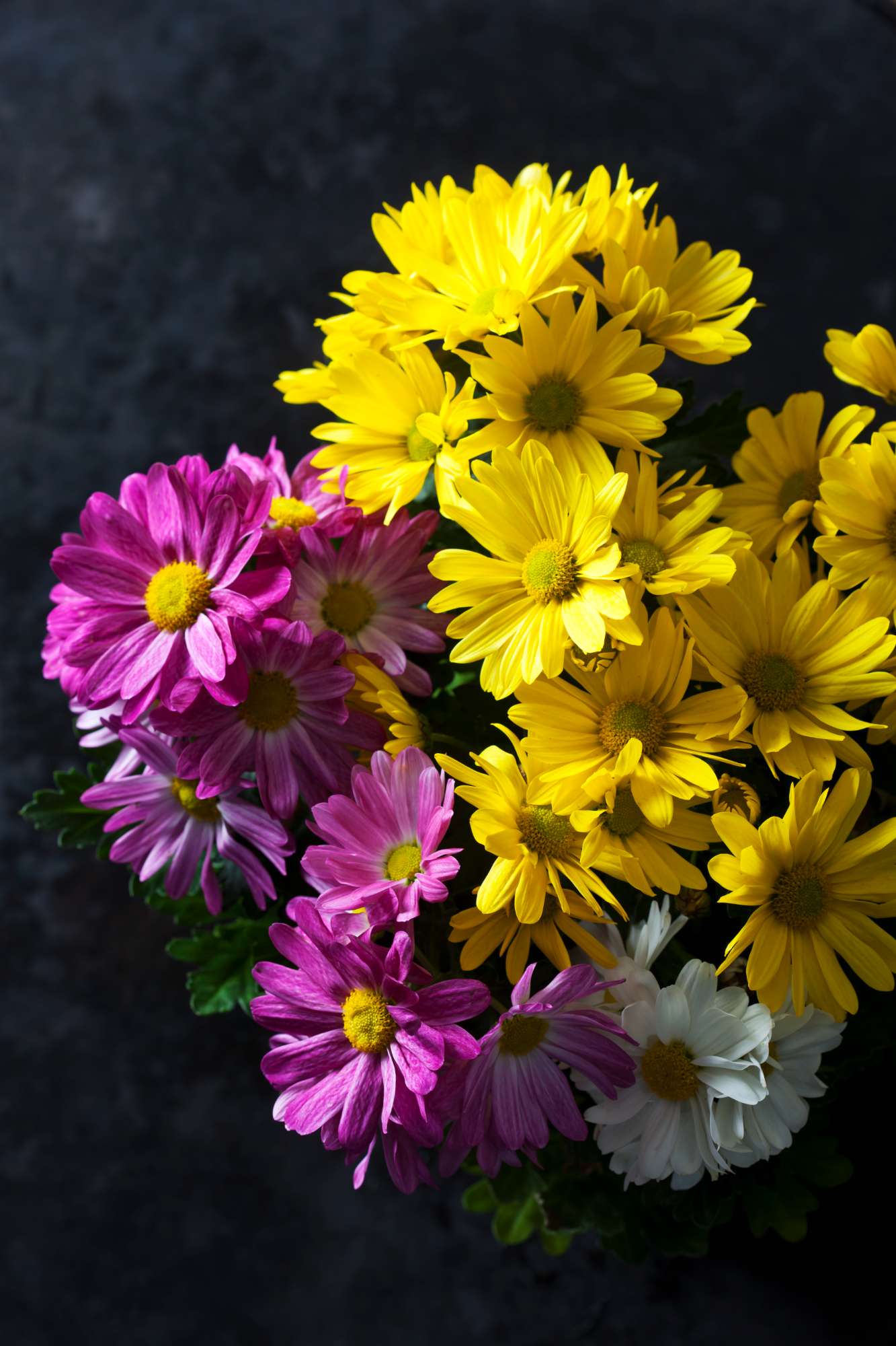 various-chrysanthemum-dark-ground.jpg