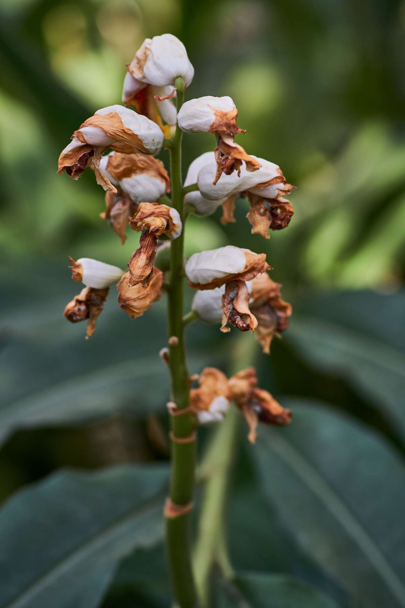 vertical-closeup-shot-wilting-cardamom-flower.jpg