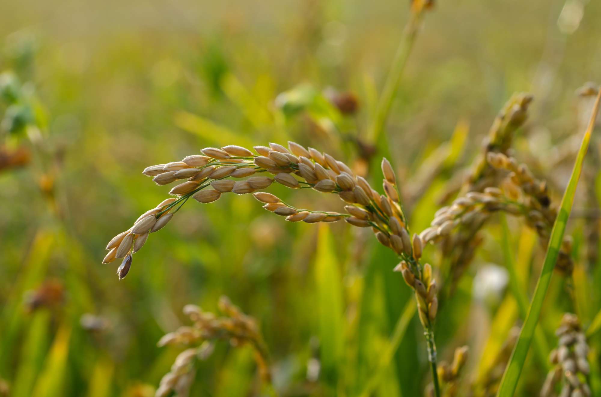 rice-field-sunlight.jpg