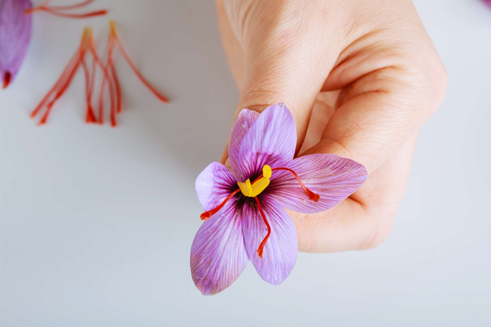 freshly-cut-saffron-flower-woman-hand.jpg