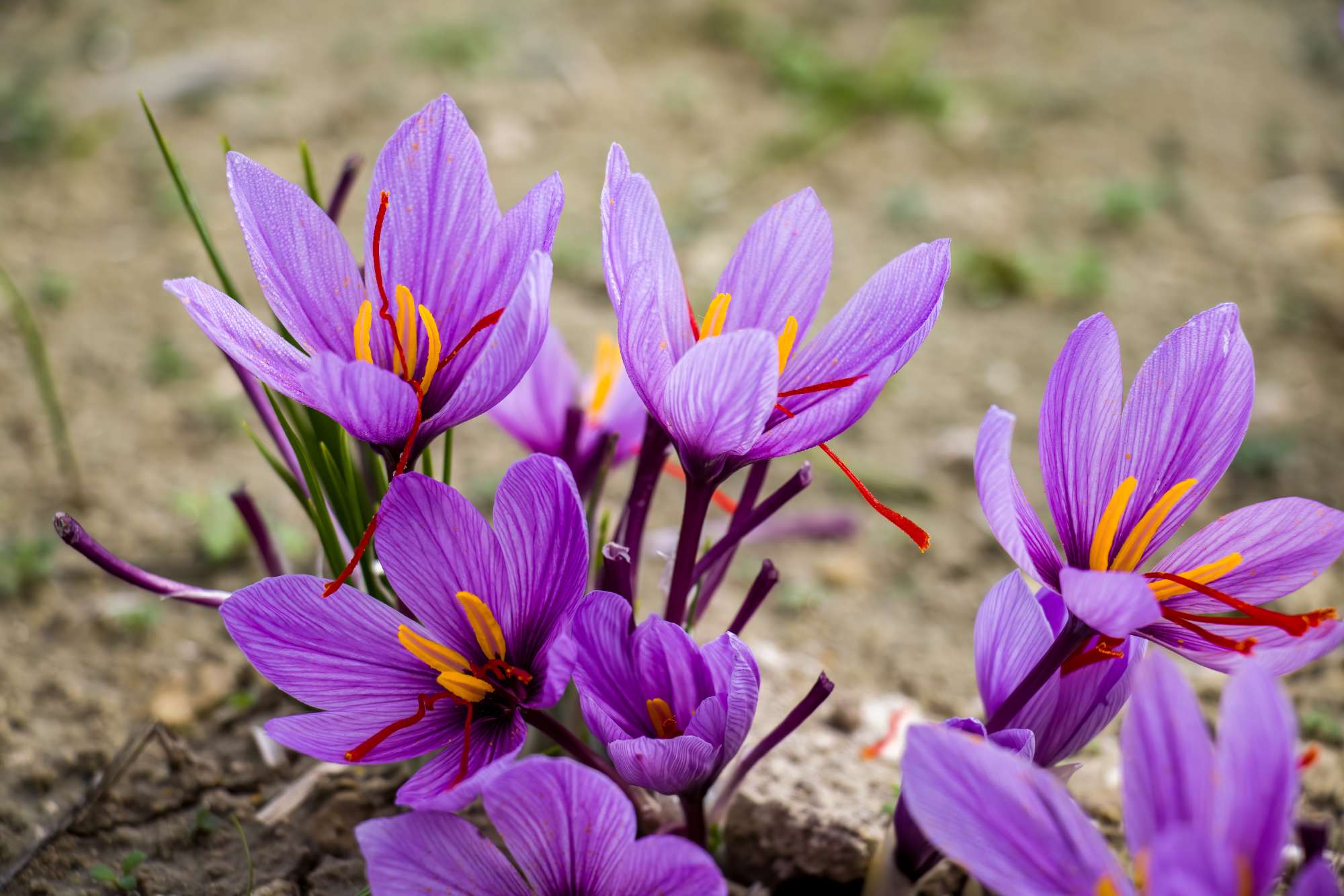 saffron-flowers-ground-crocus-sativus-purple-blooming-plant-field-harvest-collection-(3).jpg