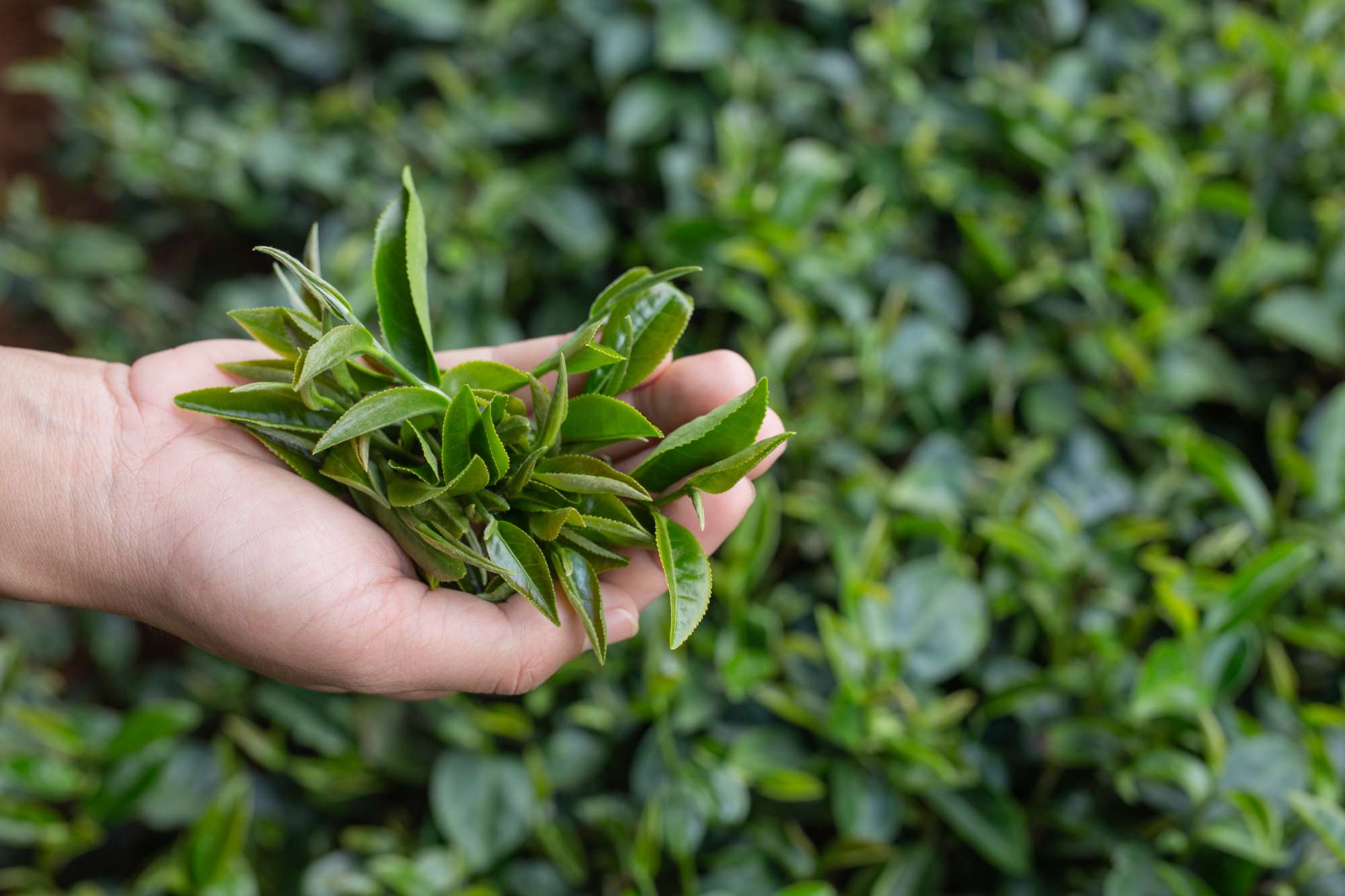 Lá trà Camellia Sinensis