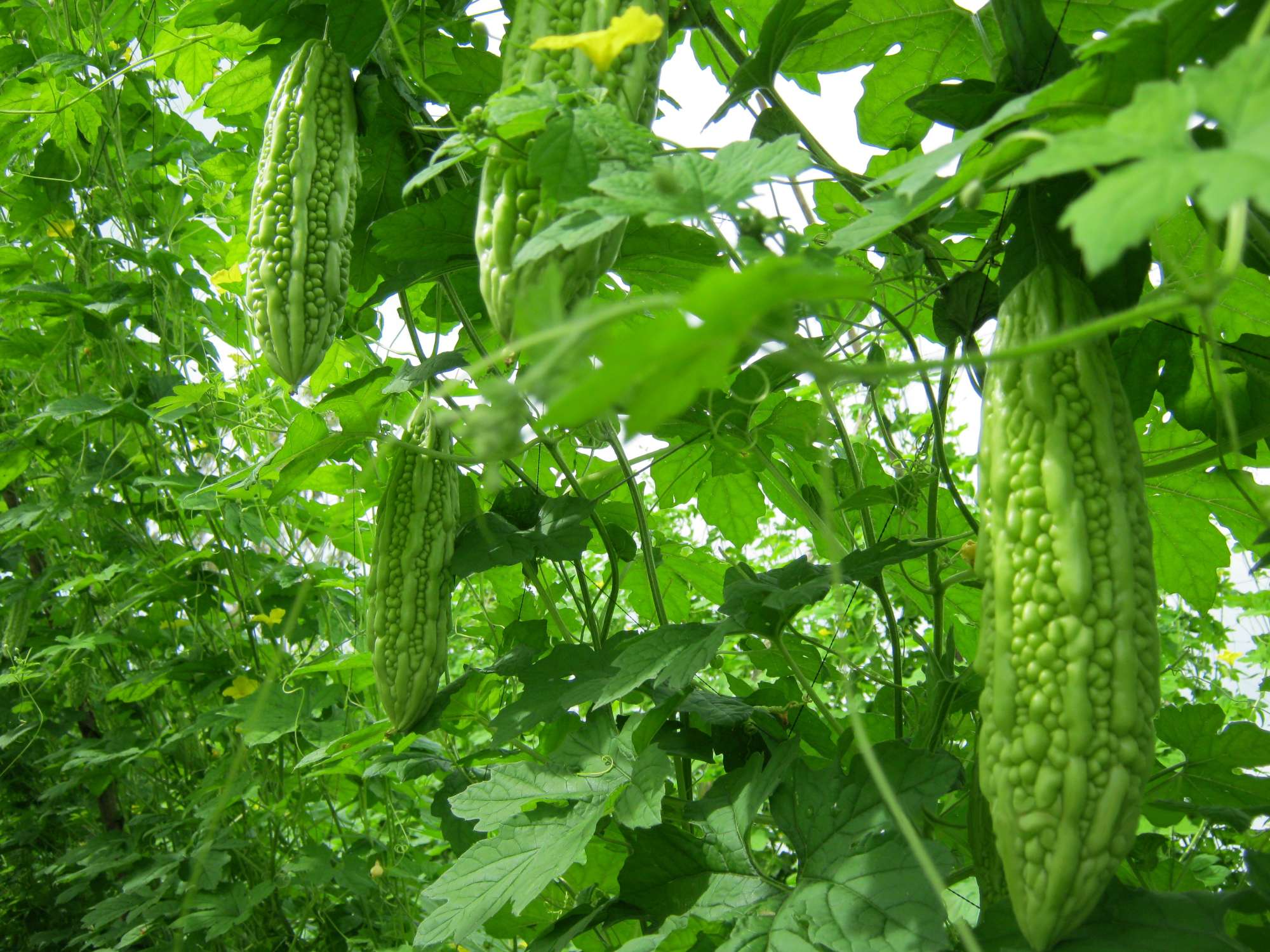 bitter-melon-plant-garden.jpg