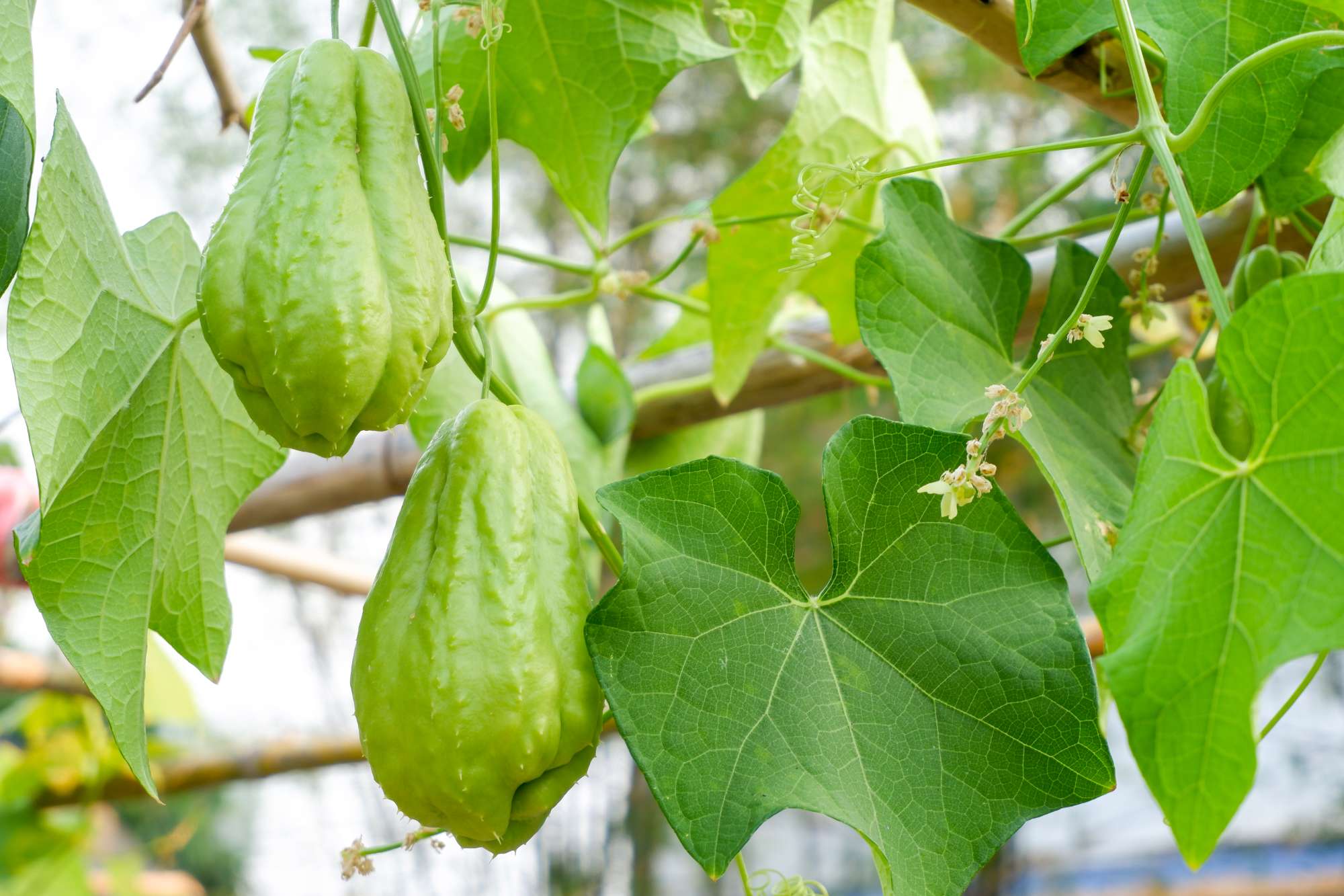 chayote-sechium-edule-fruit-green-garden-sweet-taste-its-leaves-can-be-eaten.jpg