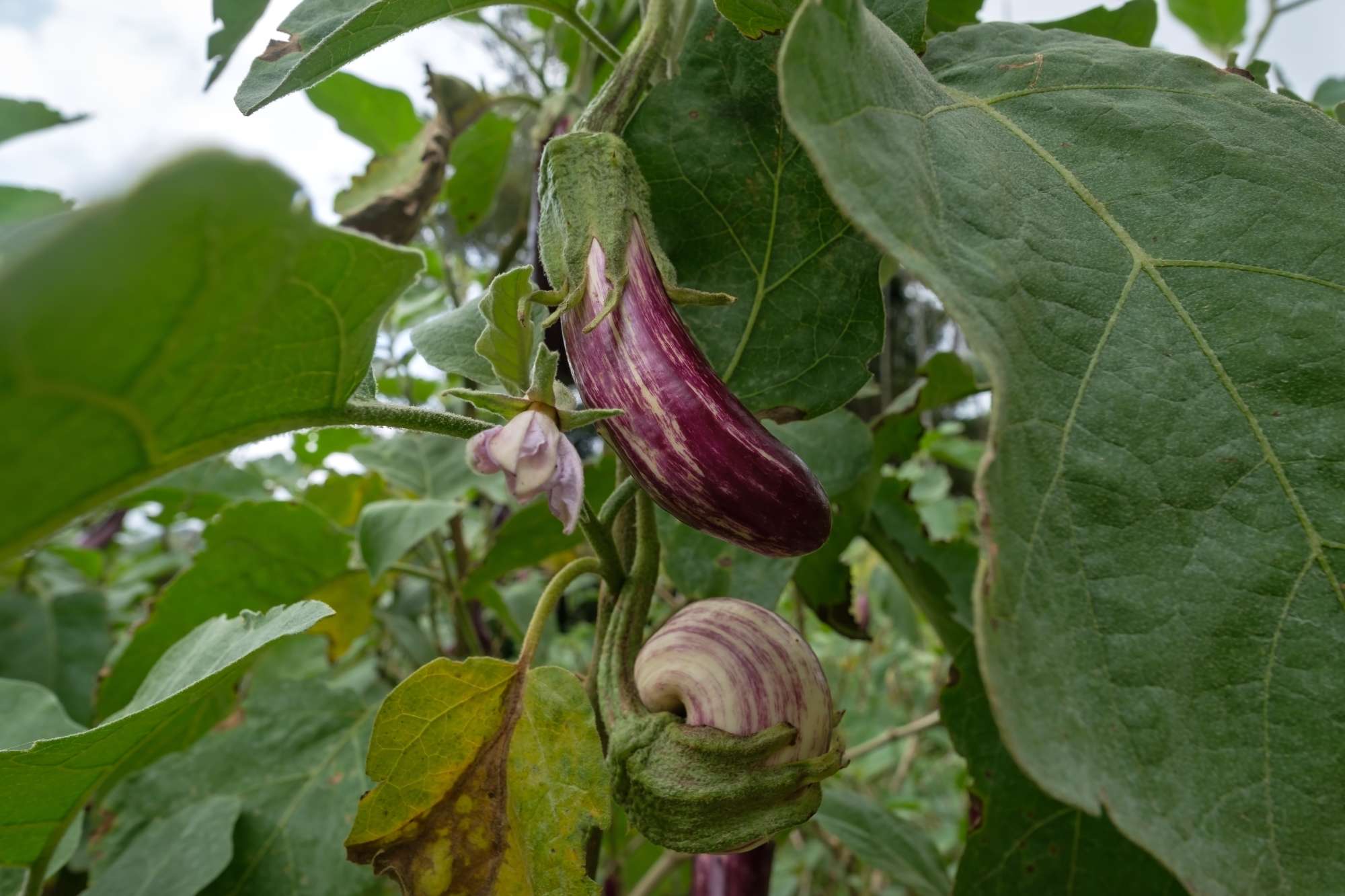 closeup-graffiti-eggplant-purple-white-striped-ripening-eggplant-vegetable-growing-plant.jpg