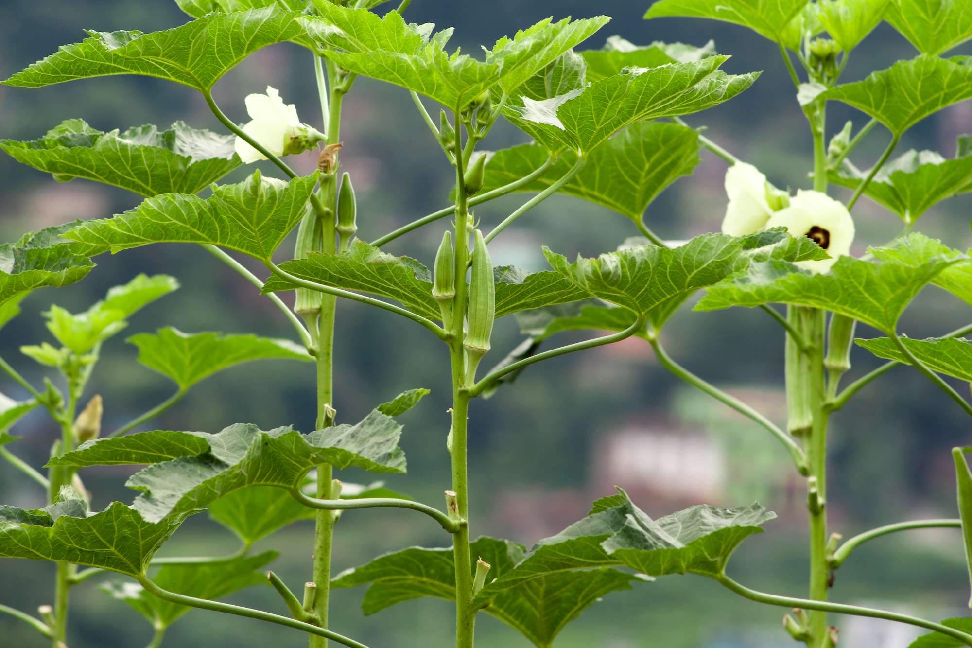 crocus-okra-plants.jpg