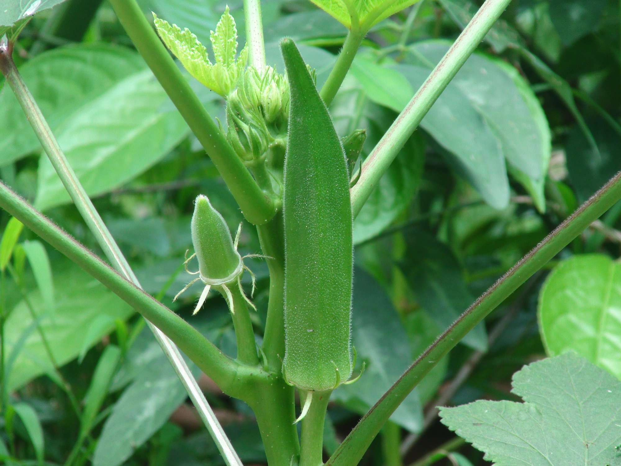 crocus-okra.jpg