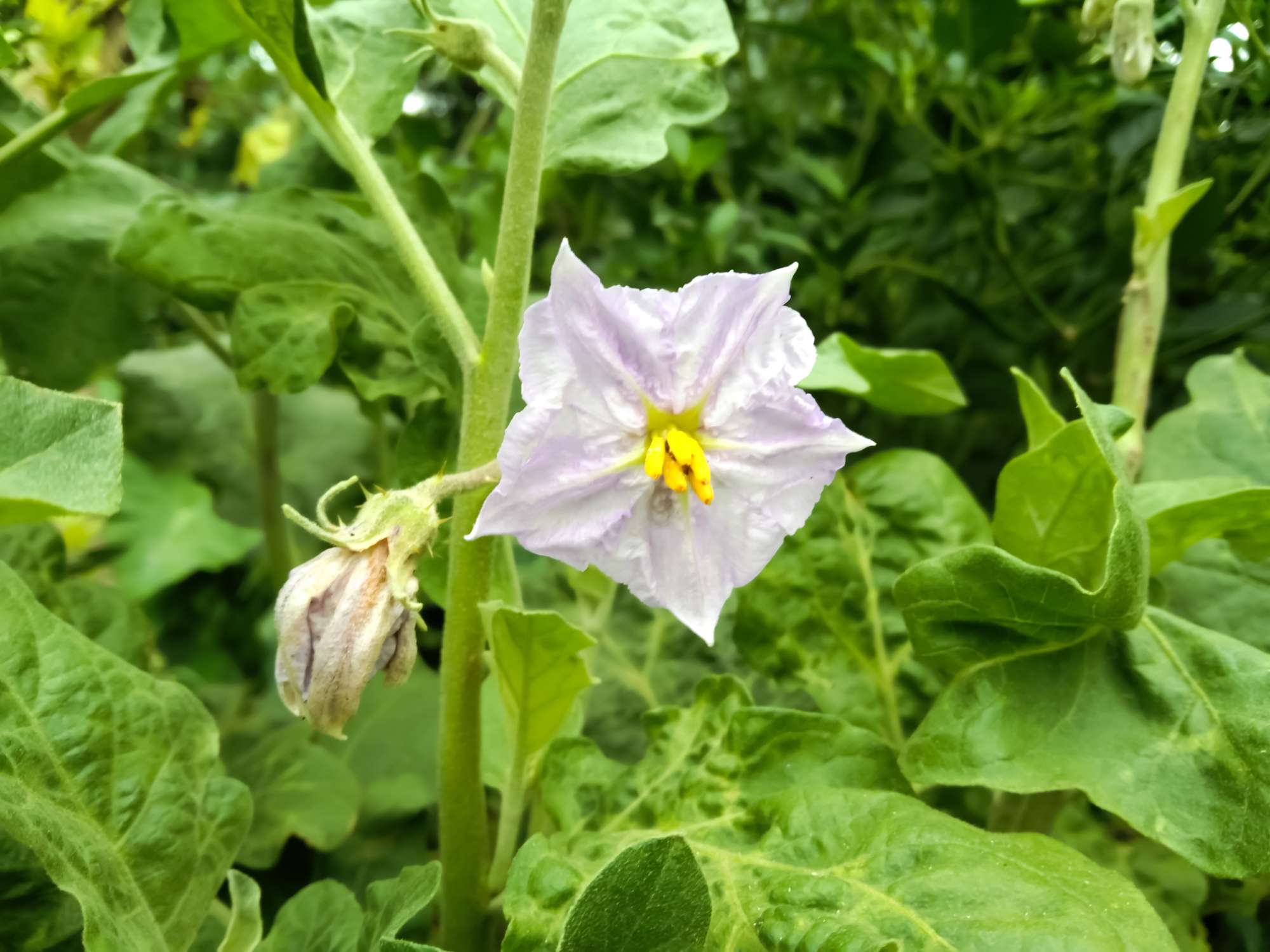 flowers-eggplant-garden-nice-purple-wild-eggplant-flowers-blooming.jpg