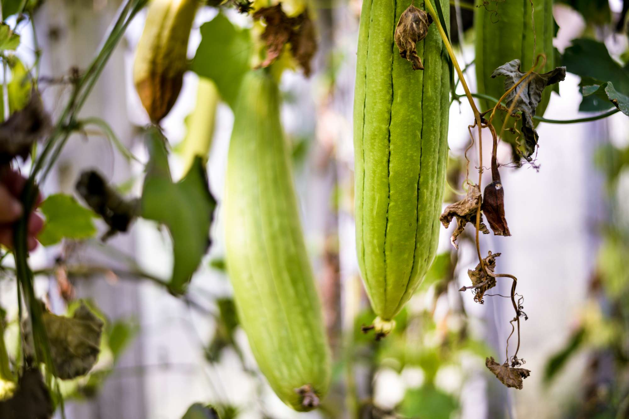 growing-loofah-greenhouses-ecological-washcloths.jpg