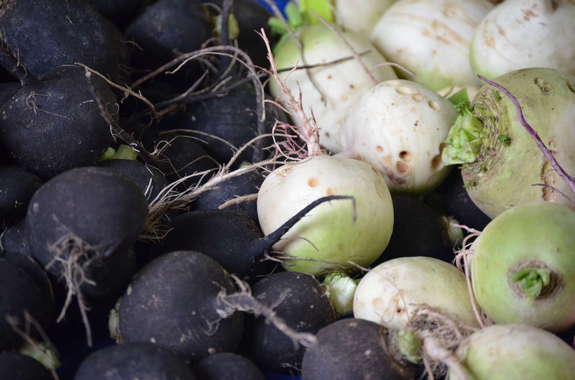 high-angle-view-black-white-radish-heads.jpg