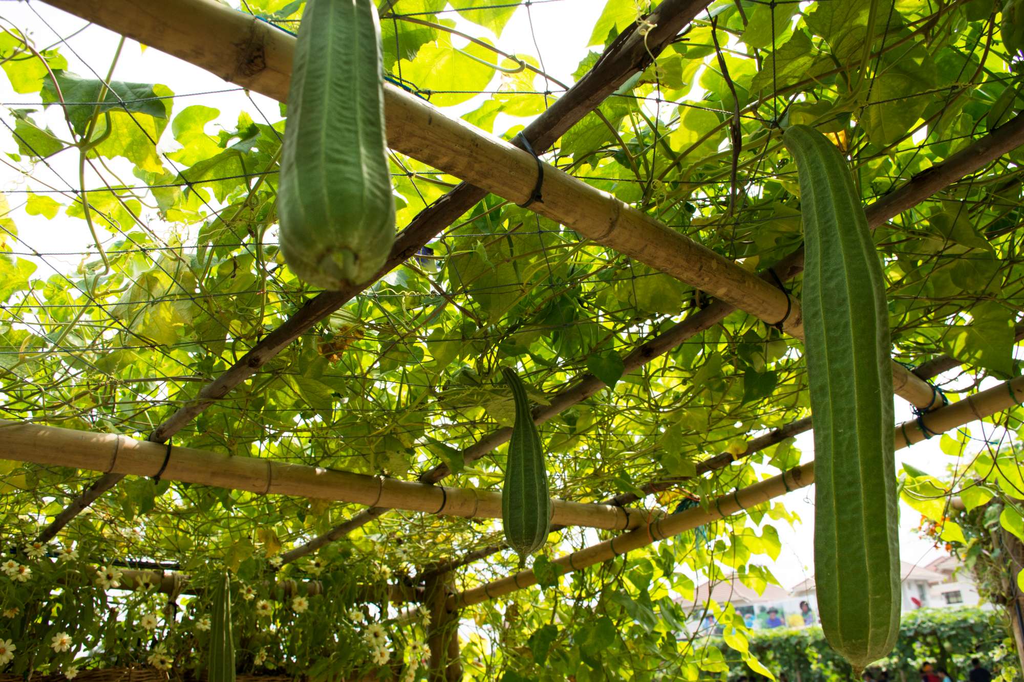 luffa-courgette-plant-garden-agricultural-plantation-farm-countryside-nonthaburi-thailand.jpg