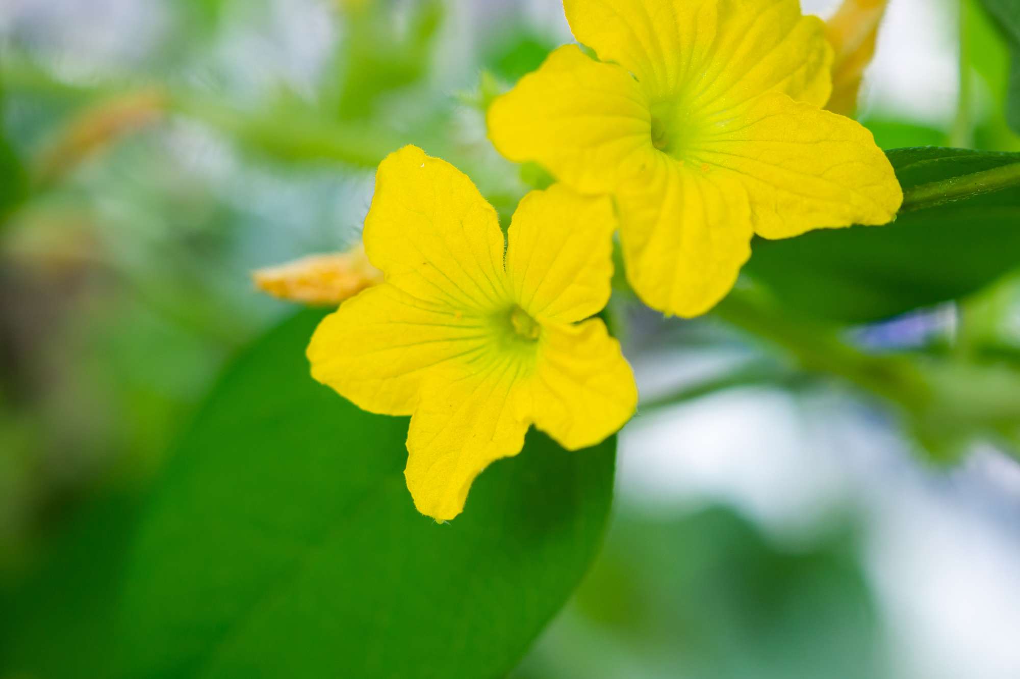 melon-flower-yellow-color-with-green-leaves-organic-plant-garden.jpg