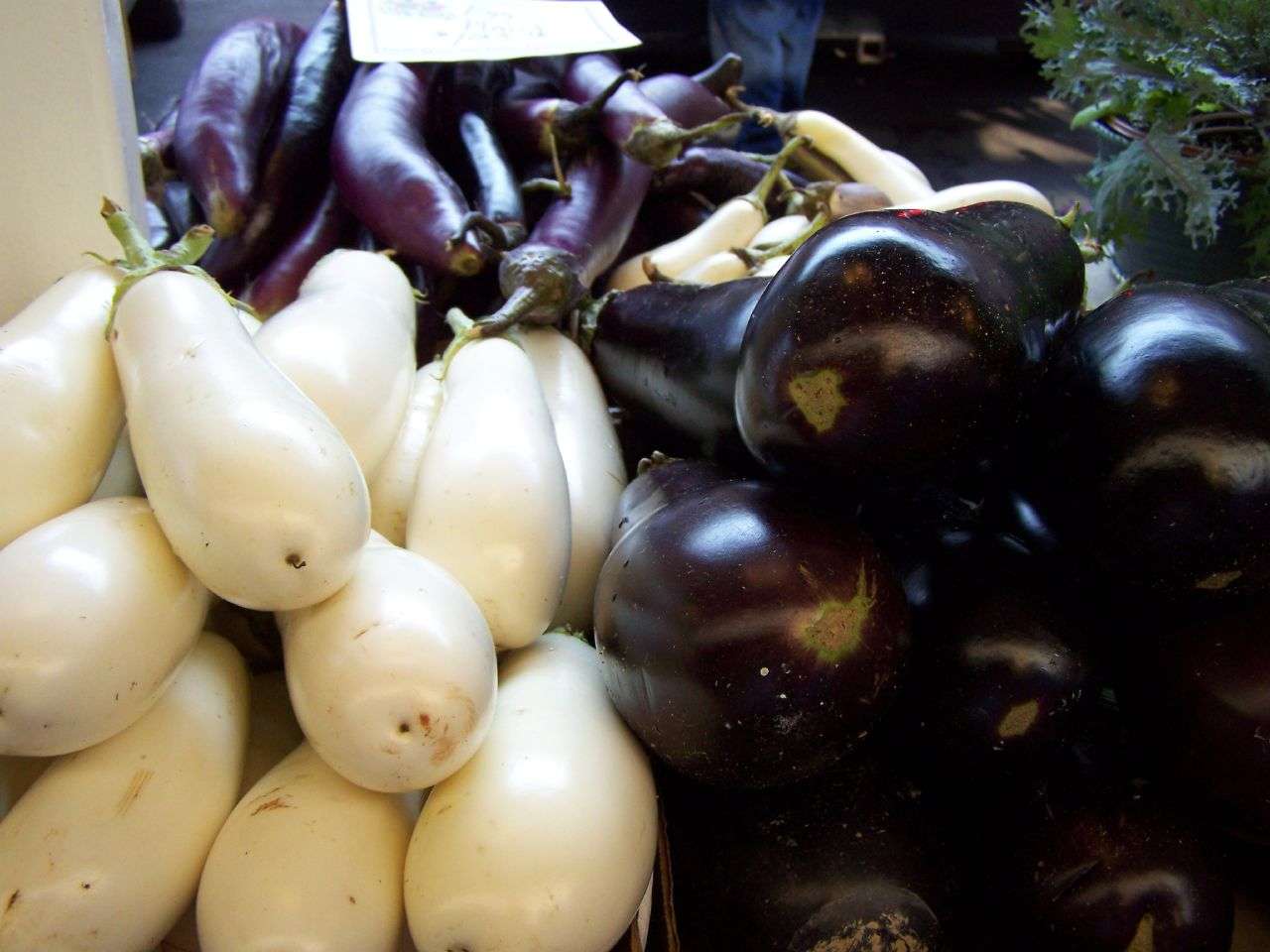 three_types_of_eggplant.jpg