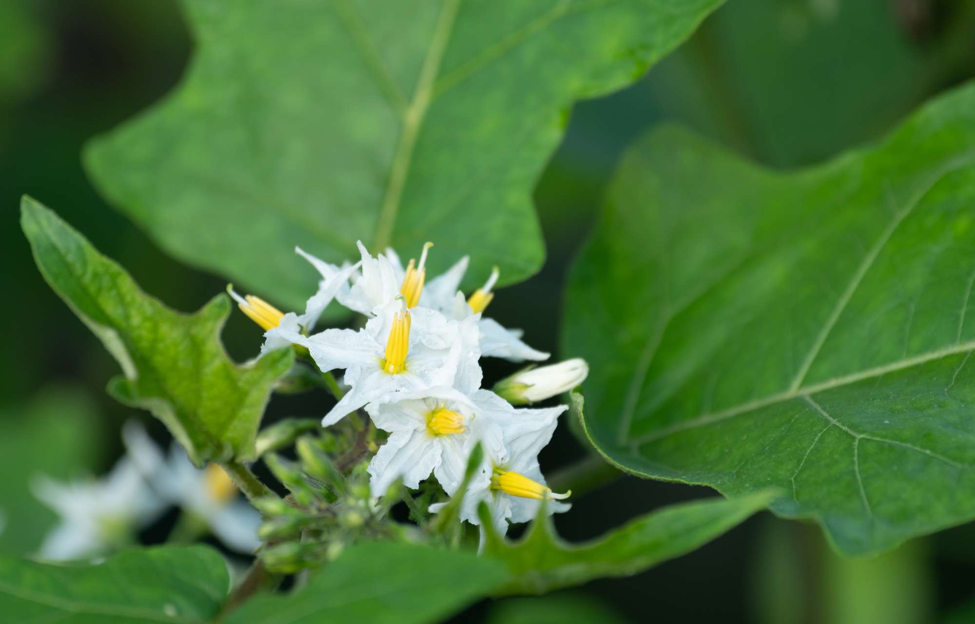 white-eggplant-flower-boomming-blure-nature-background-vegetable.jpg