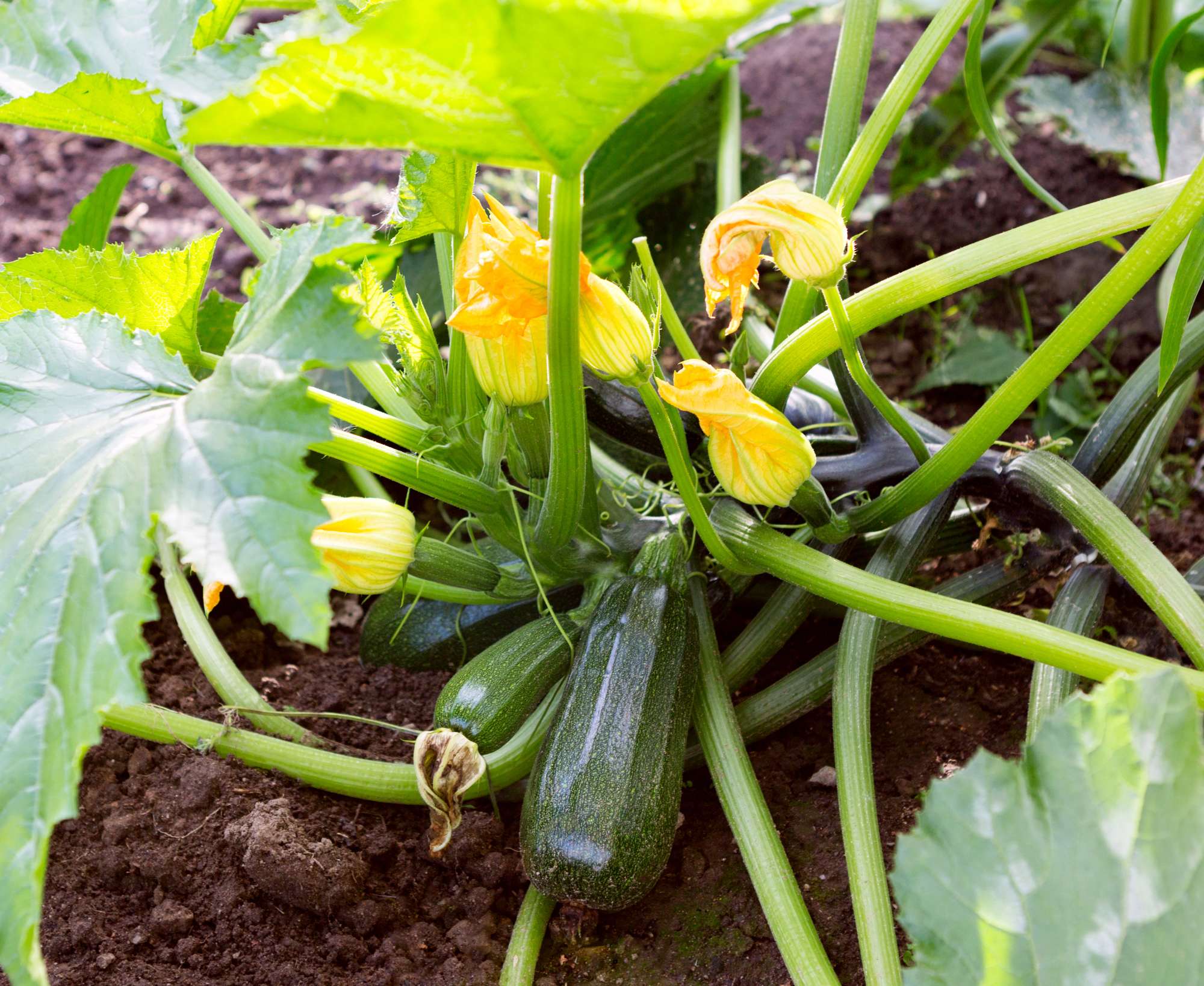 zucchini-our-courgette-plant-zucchini-with-flower-fruit-field.jpg